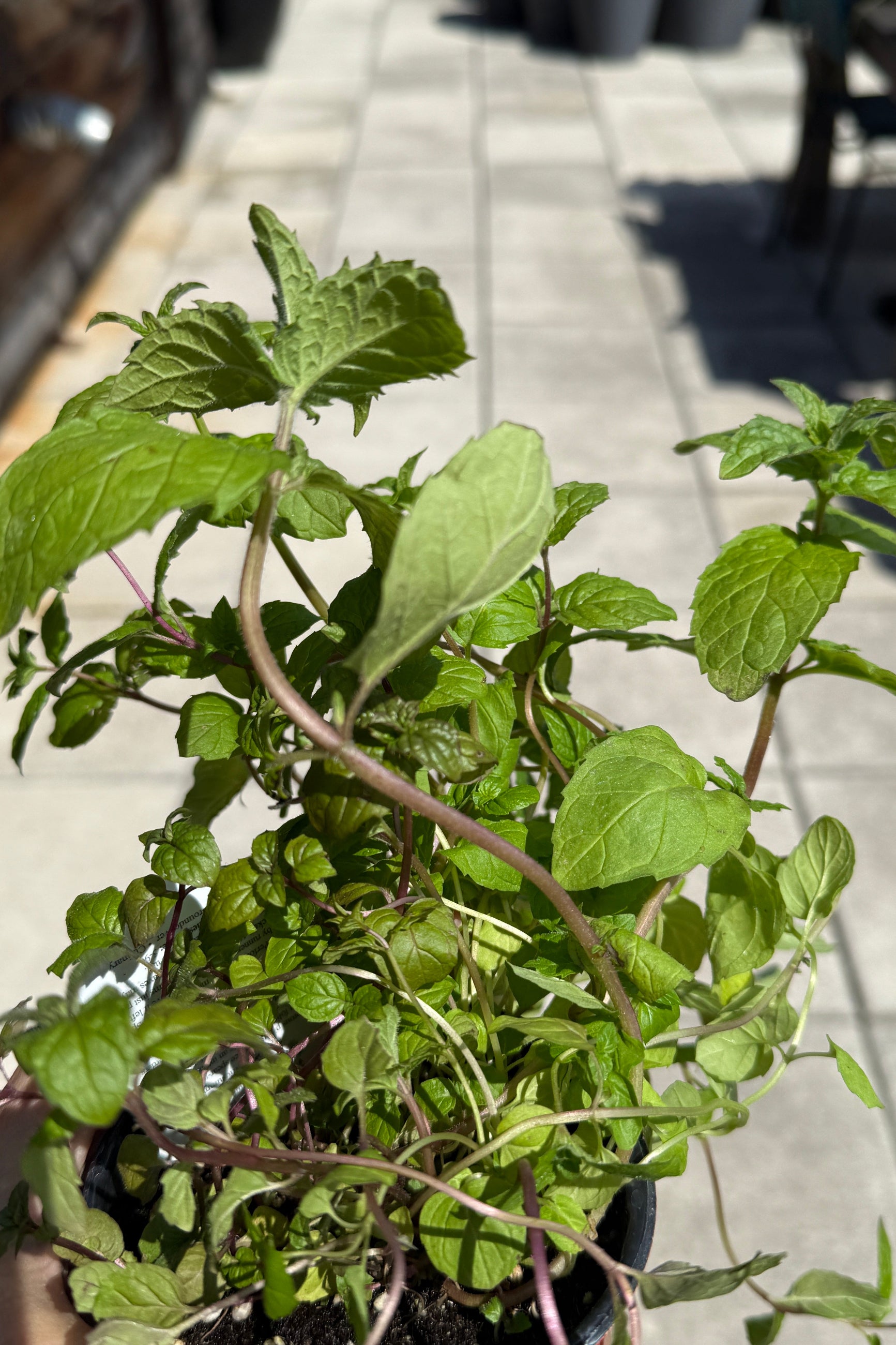 Spearmint plant the beginning of May ©Sprout Home