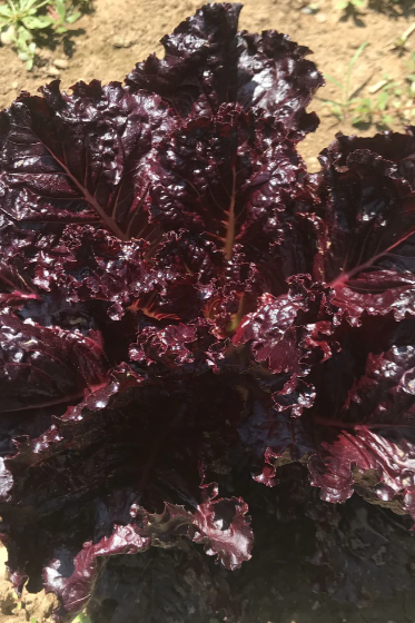 Merlot lettuce plant up close by Hudson Valley Seed Company ©Hudson Valley Seed Co.