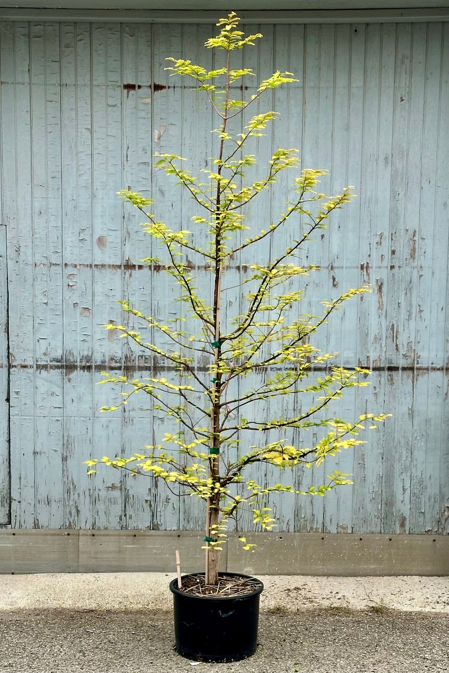Metasequoia 'Amber Glow' the begging of June in a #6 growers pot ©Sprout Home