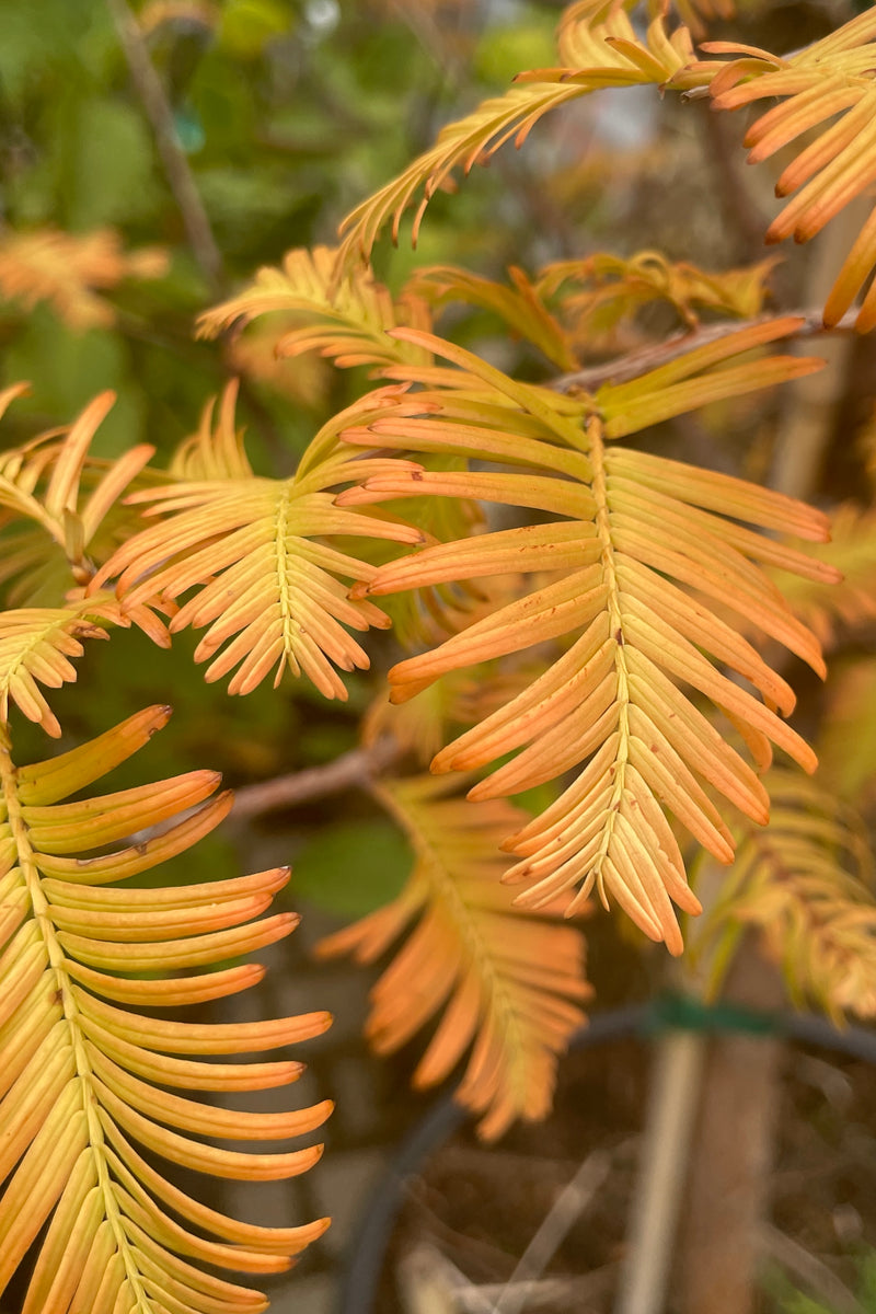 The fall coloration of yellow and amber on the Metasequoia 'Amber Glow' in October in the Sprout Home yard. 