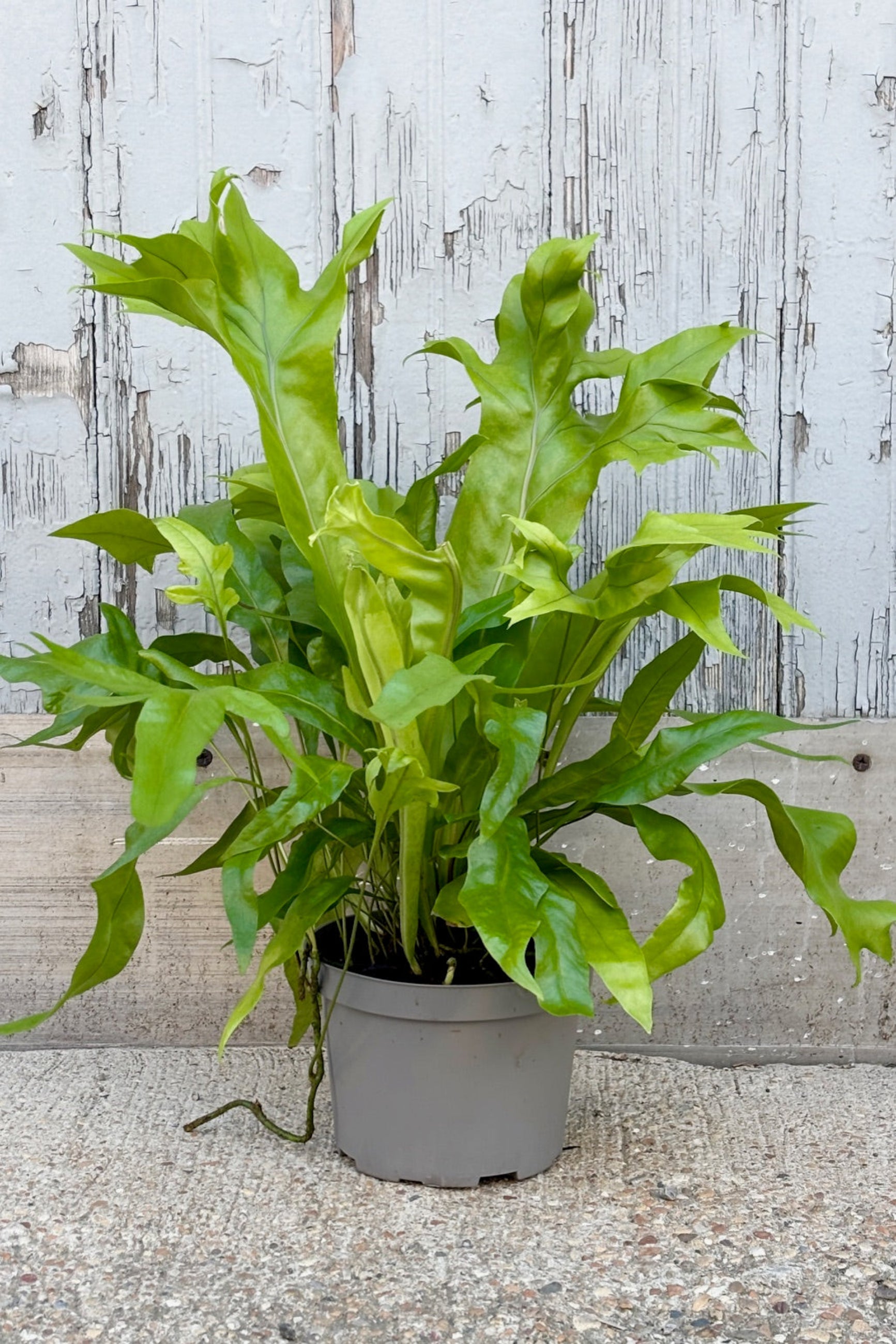 Microsorum Punctatum "Green Flame" against a grey wall ©Sprout Home