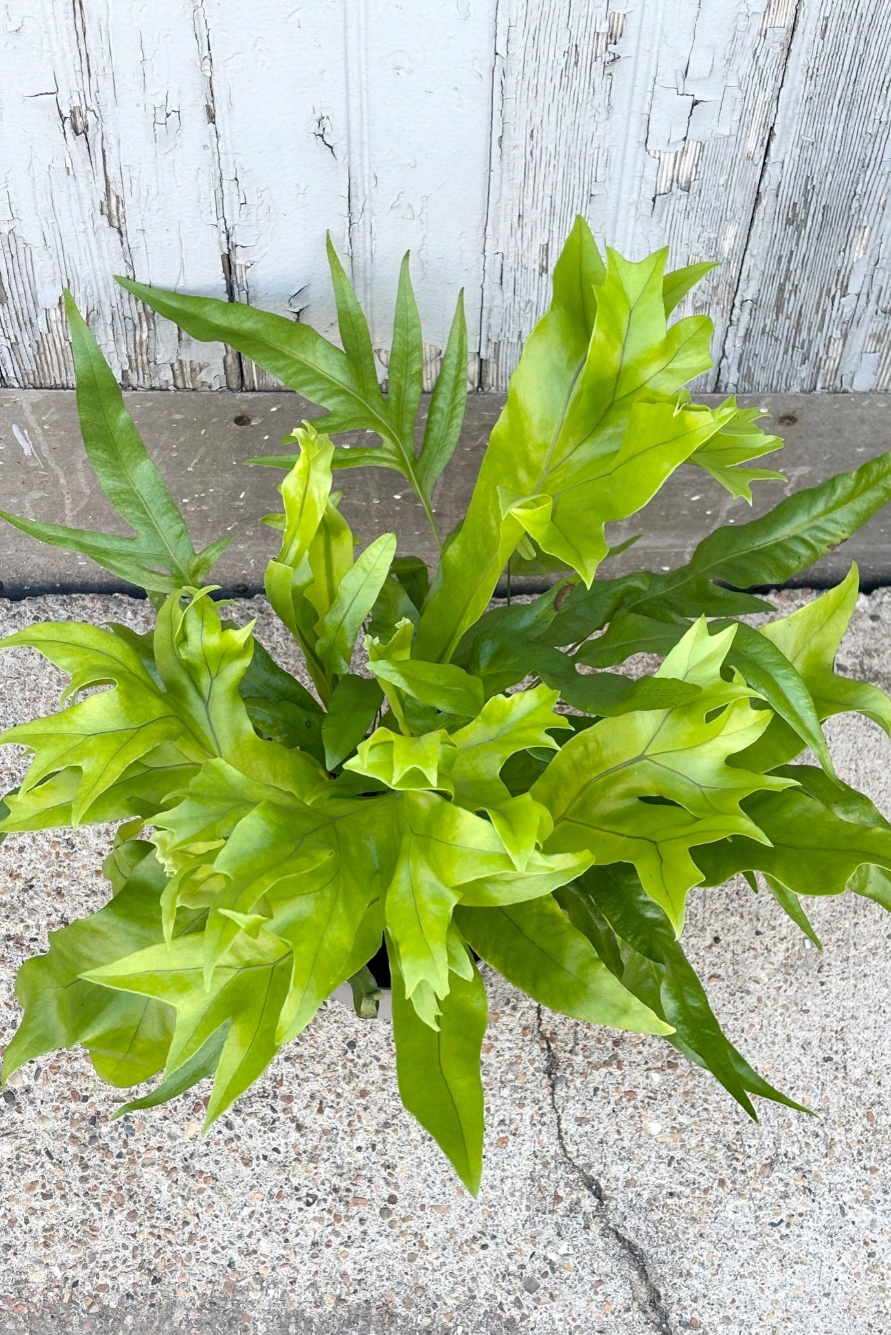 Top of Microsorum Punctatum "Green Flame" against a grey wall ©Sprout Home