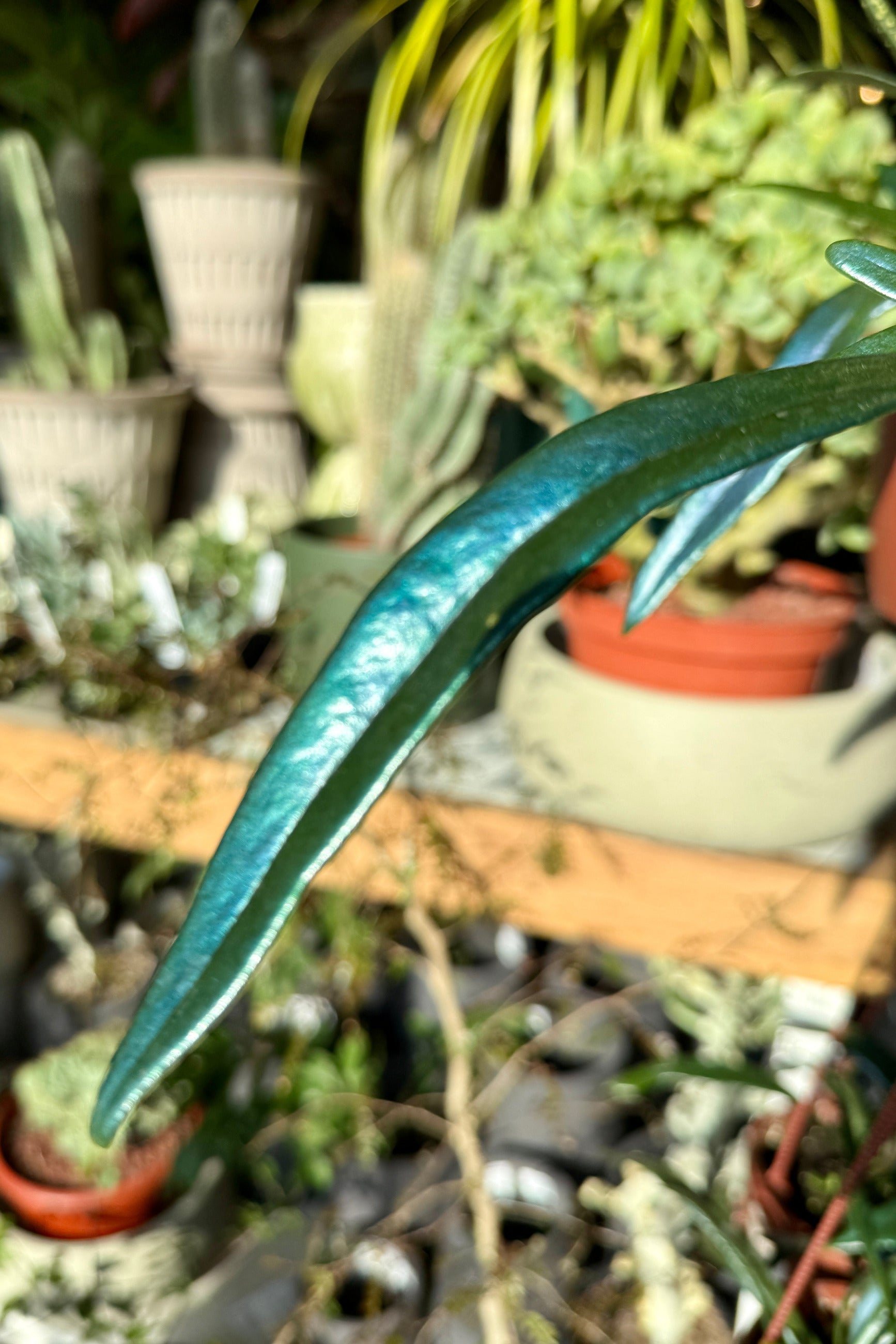 A close-up of a Microsorum thailandicum "Oil Fern" 4" glossy, dark green plant leaf in sharp focus, with a blurred background of other potted houseplants and pots on shelves. ©Sprout Home