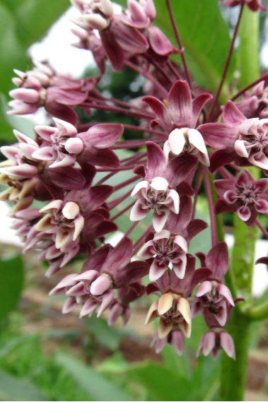 Milkweed flower up close with its purple and white petals by Hudson Valley Seed Company
