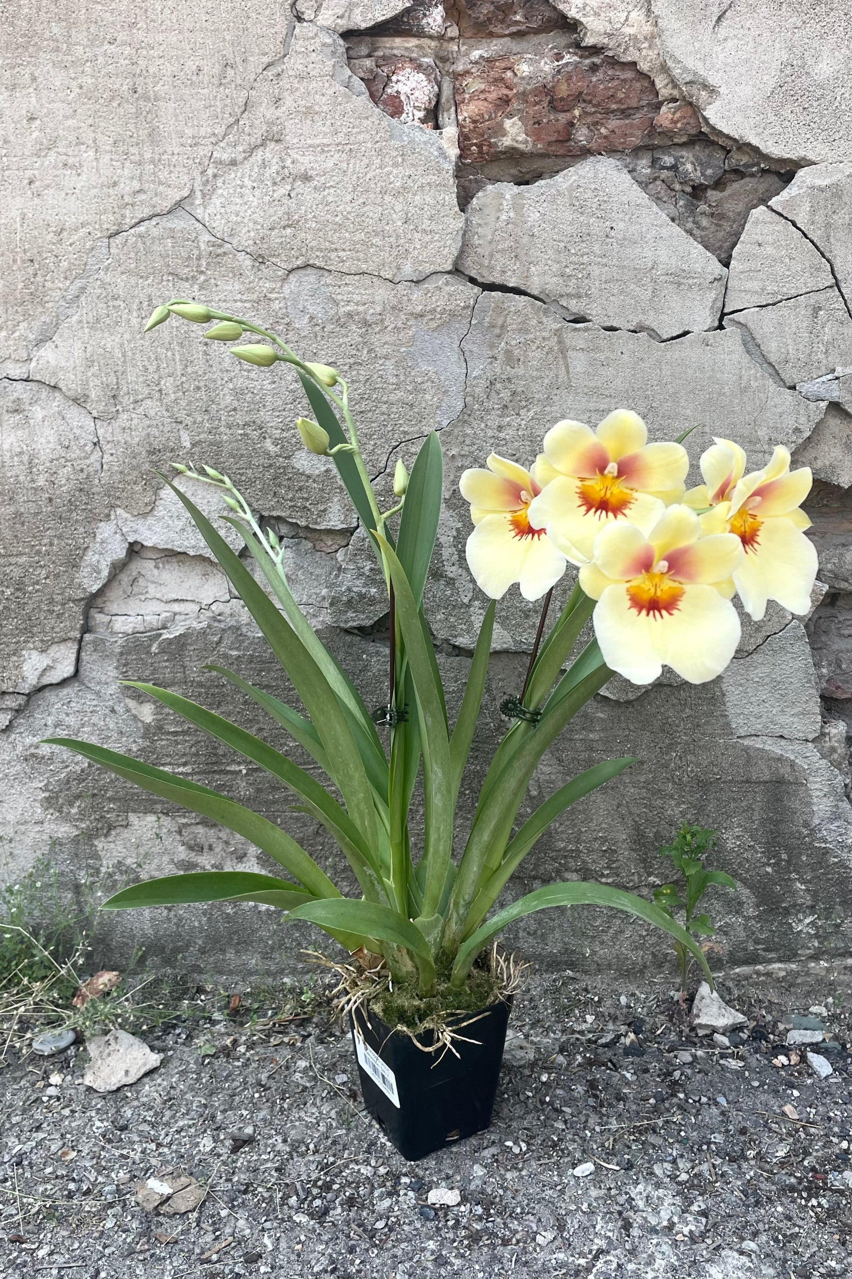yellow flowering Miltoniopsis orchid against concrete backdrop ©Sprout Home