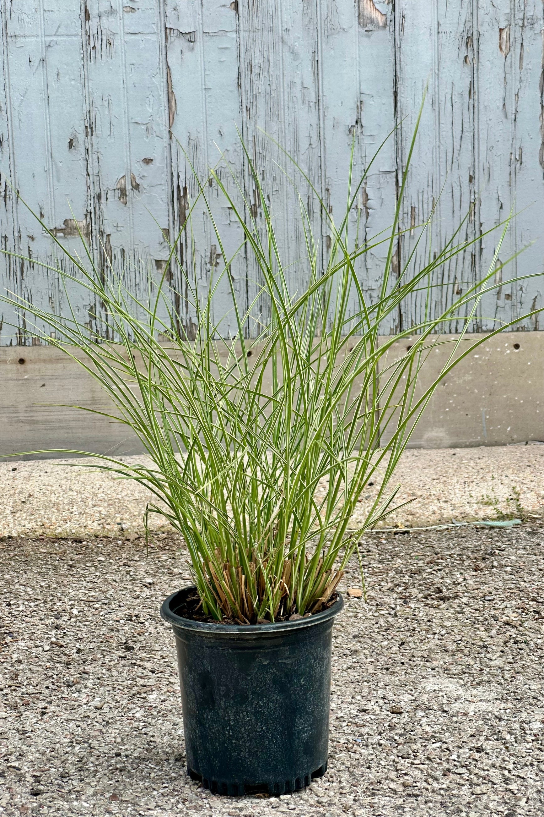 Miscanthus 'Morning Light' in a #1 growers pot with its foliage rising up from the pot in front of a wood wall. ©Sprout Home