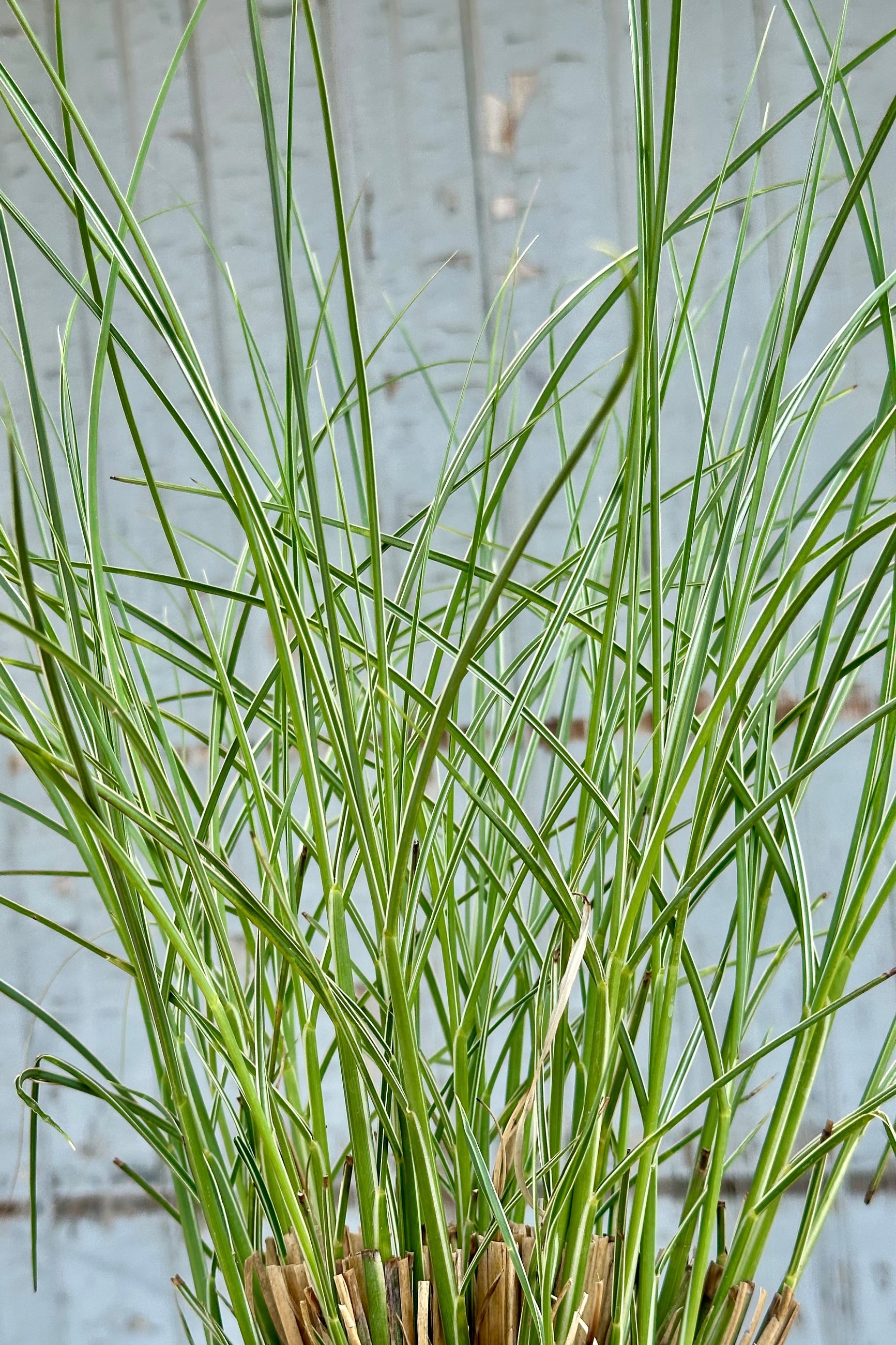 The variegated white and green leaves of the Miscanthus 'Morning Light' mid May at Sprout Home. ©Sprout Home