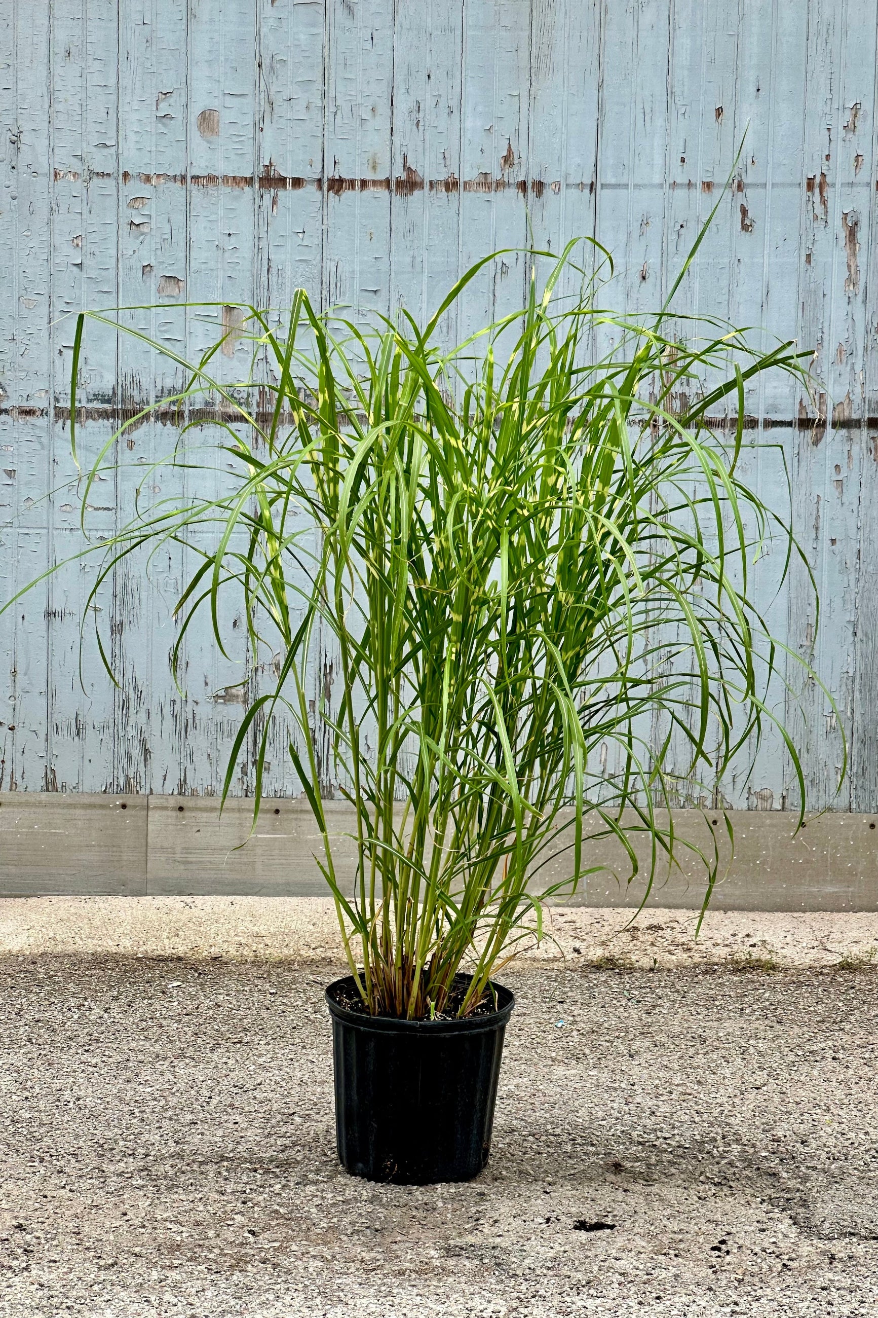 Miscanthus 'Zebrinus' in a #3 growers pot standing tall and staring to arch the beginning of June ©Sprout Home