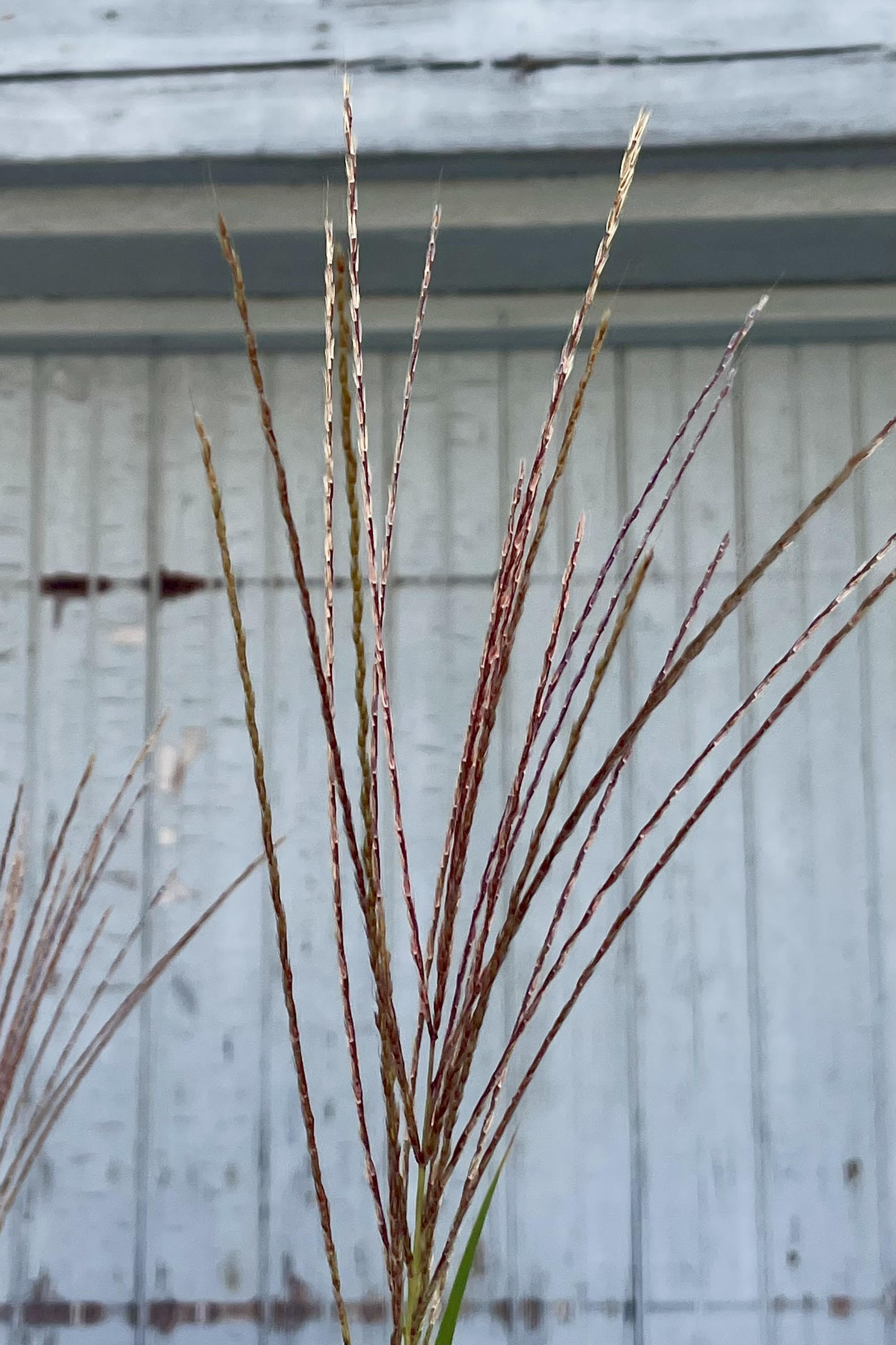 A close photo of the flowers of Miscanthus 'Zebrinus' shown against a gray wall in late September.©Sprout Home