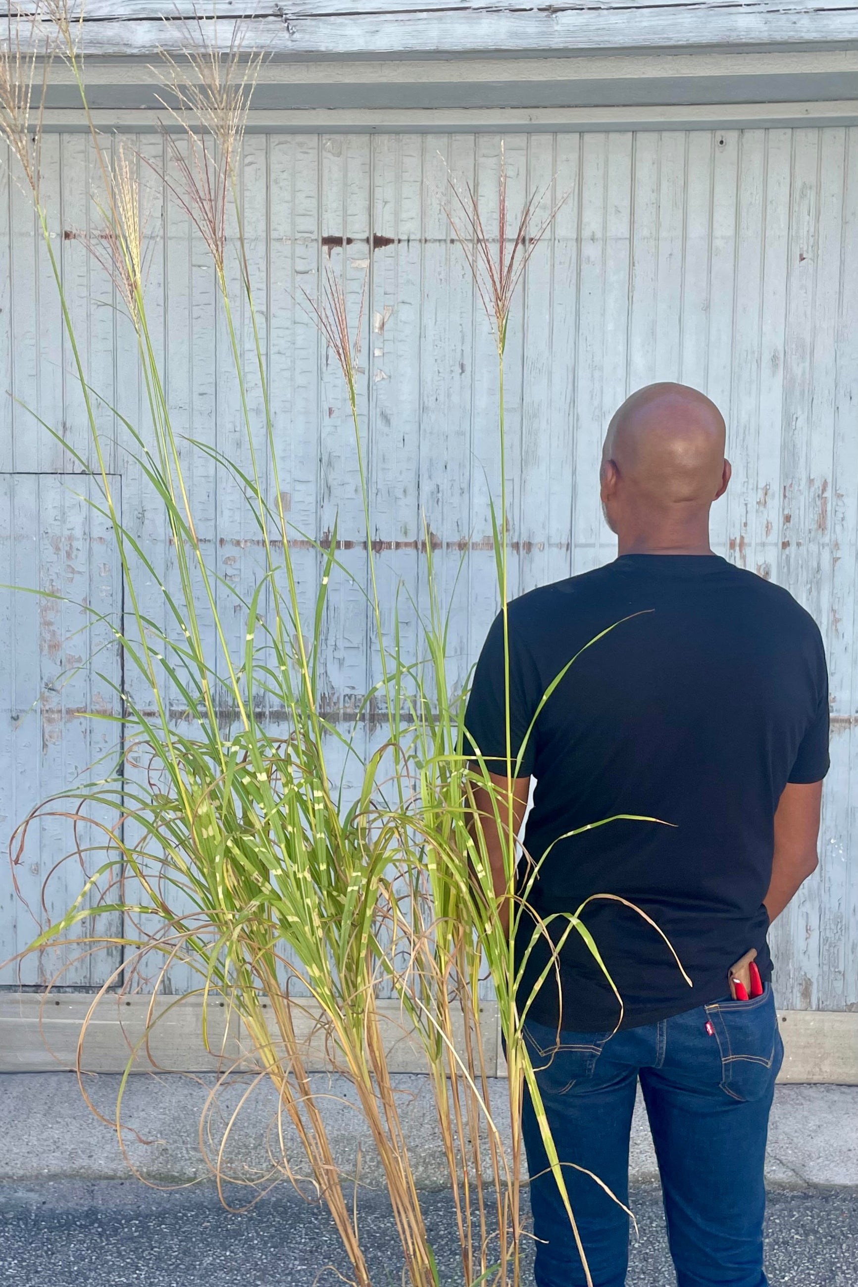 Miscanthus 'Zebrinus' in a #3 growers pot standing tall with flowers reaching taller abave. A man is standing to the right of the plant with his back to the viewer to show the over 6' height of the flowers. This plant is shown against a gray wall at the end of September. ©Sprout Home