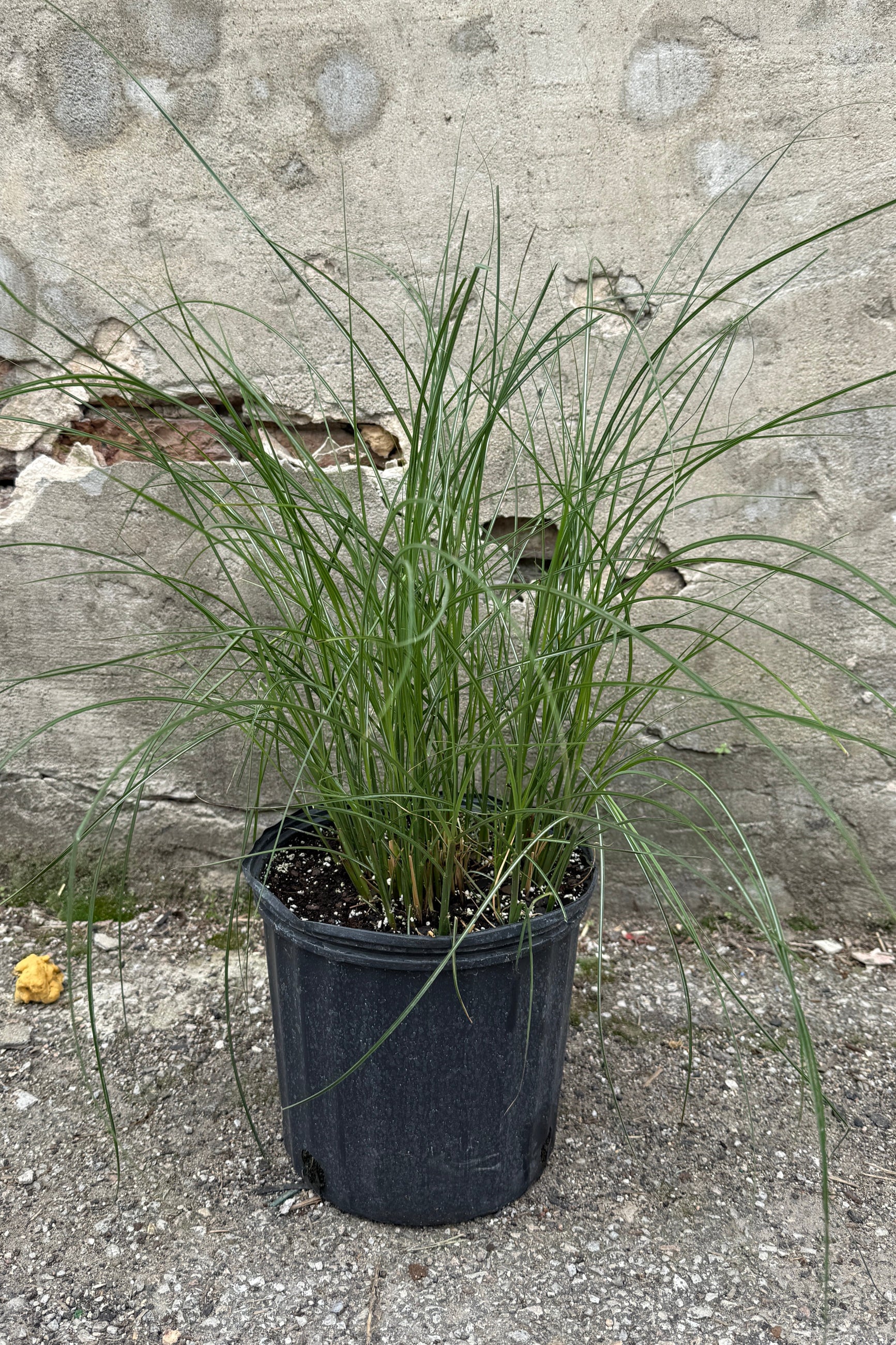 Miscanthus 'Gracillimus' in a #3 growers pot in April ©Sprout Home