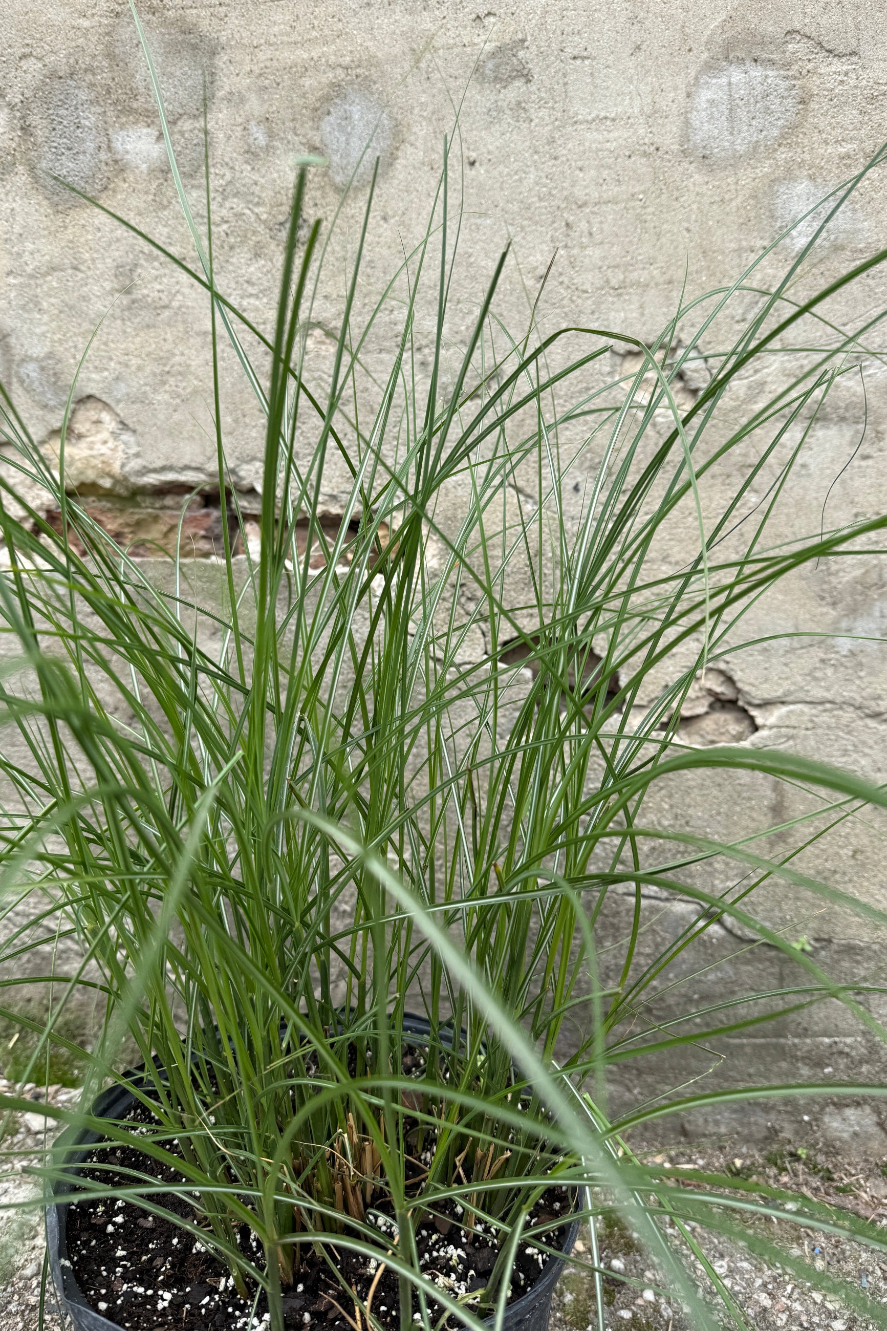 Miscanthus 'Gracillimus' detail in april ©Sprout Home