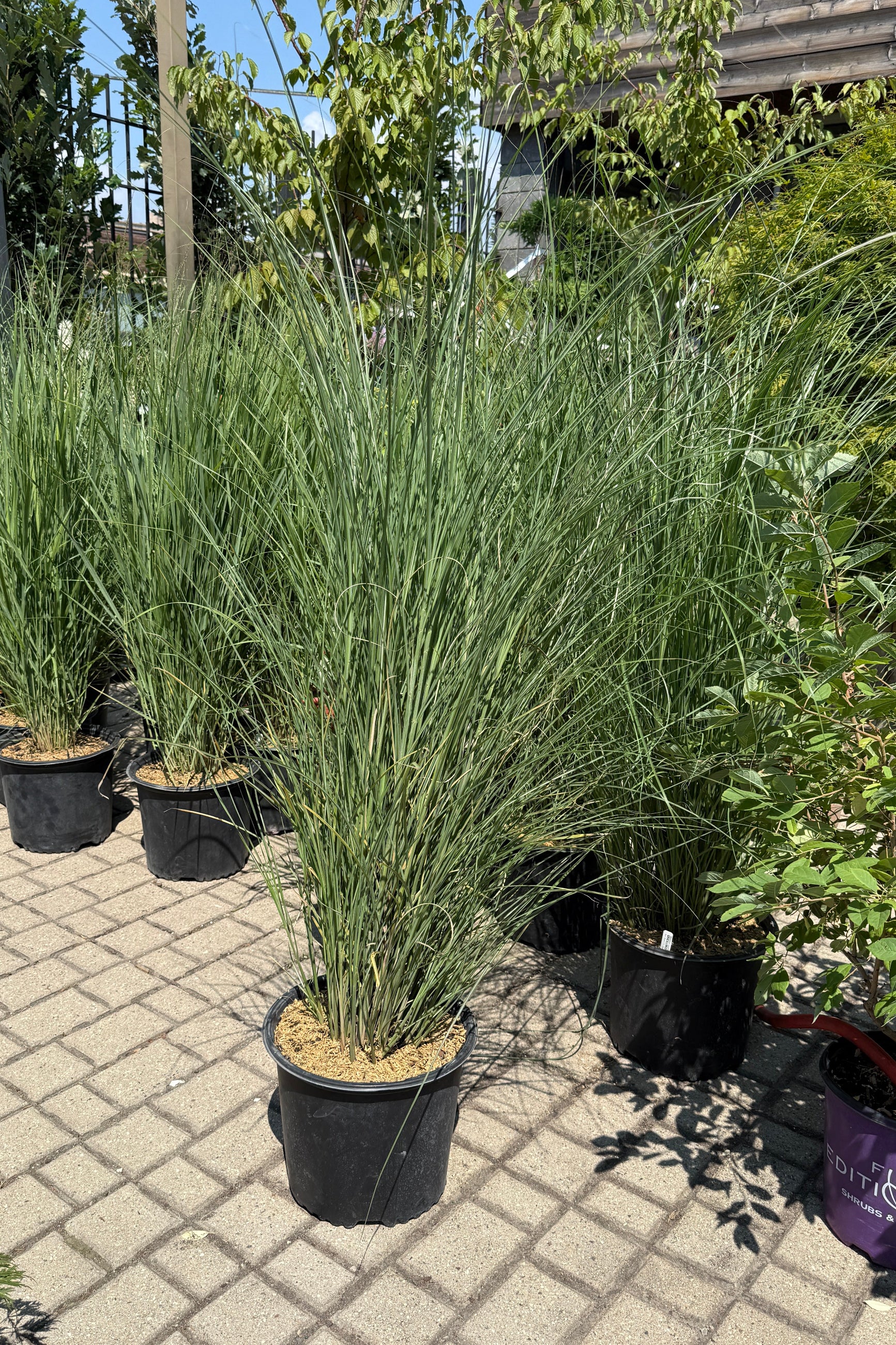 Miscanthus s. 'Gracillimus' in a #3 growers pot the beginning of August standing tall in the Sprout Home yard on the pavers with various other grass' behind it. ©Sprout Home