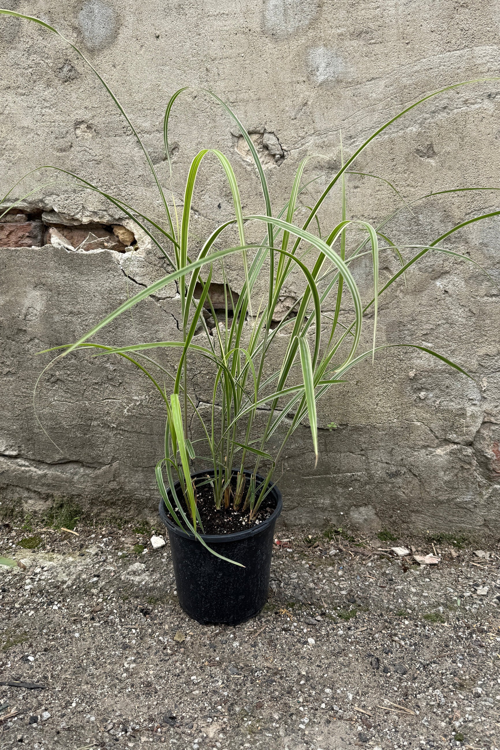 Miscanthus 'Variegatus' in a #1 growers pot in April ©Sprout Home