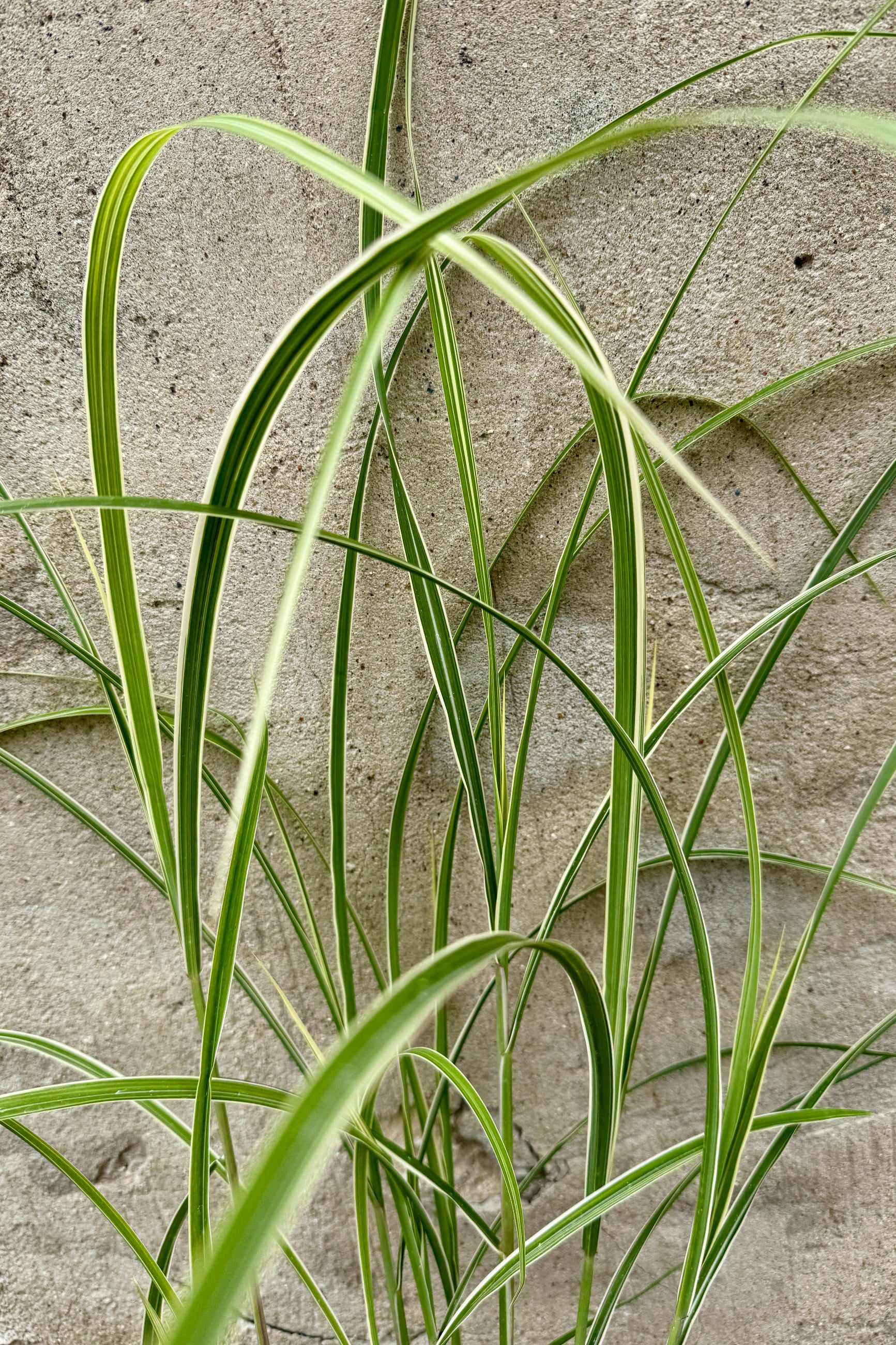 Miscanthus 'Variegatus' detail in April ©Sprout Home