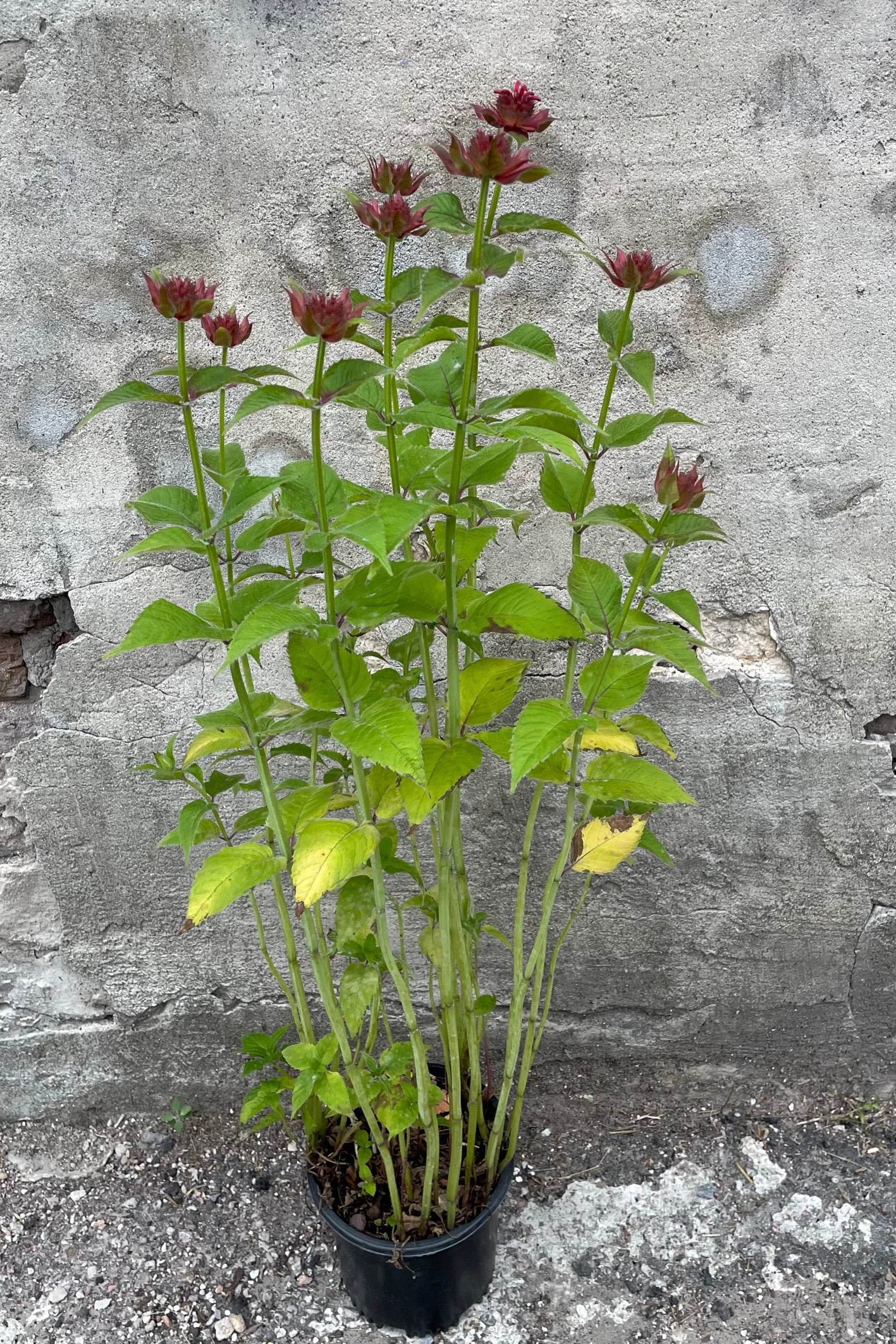 Mondara 'Gardenview Scarlet' in bloom middle of June with its scarlet colored blooms rising above the green foliage. ©Sprout Home