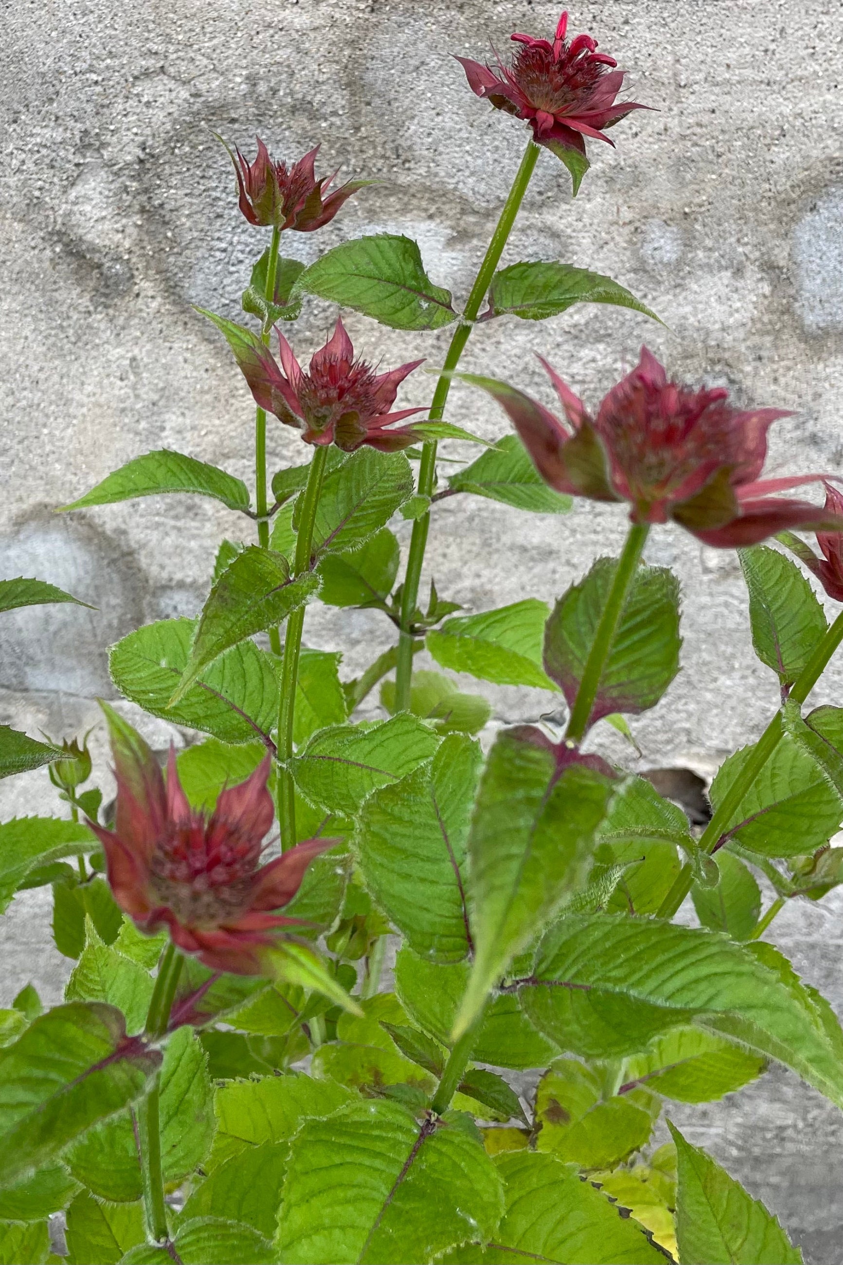 The deep rose flowers of the Mondarda 'Gardenview Scarlet' in bloom middle of June above its green arrow shaped foliage. ©Sprout Home