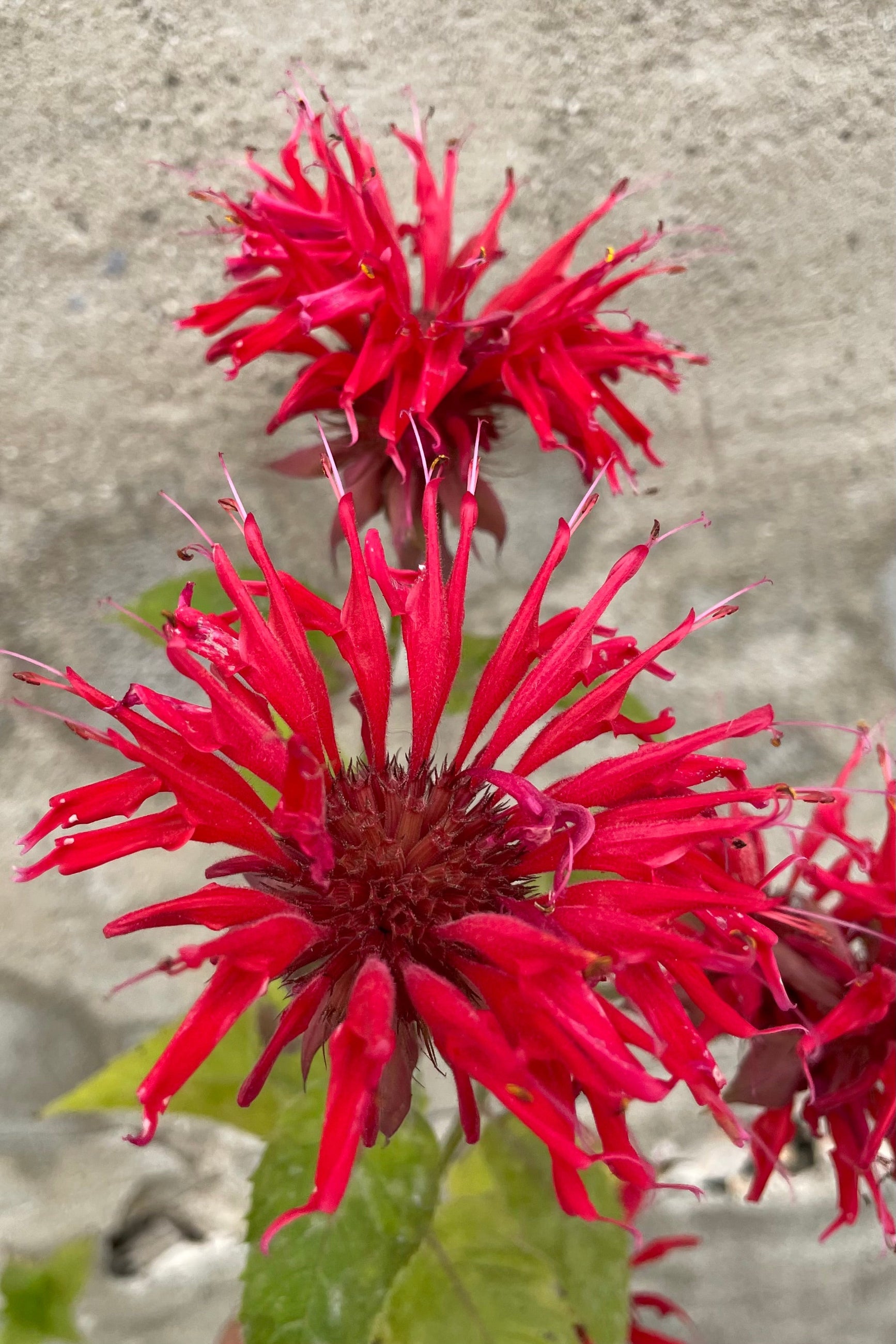 The bright red flowers of the Mondarda 'Gardenview Scarlet' in bloom the end of July ©Sprout Home