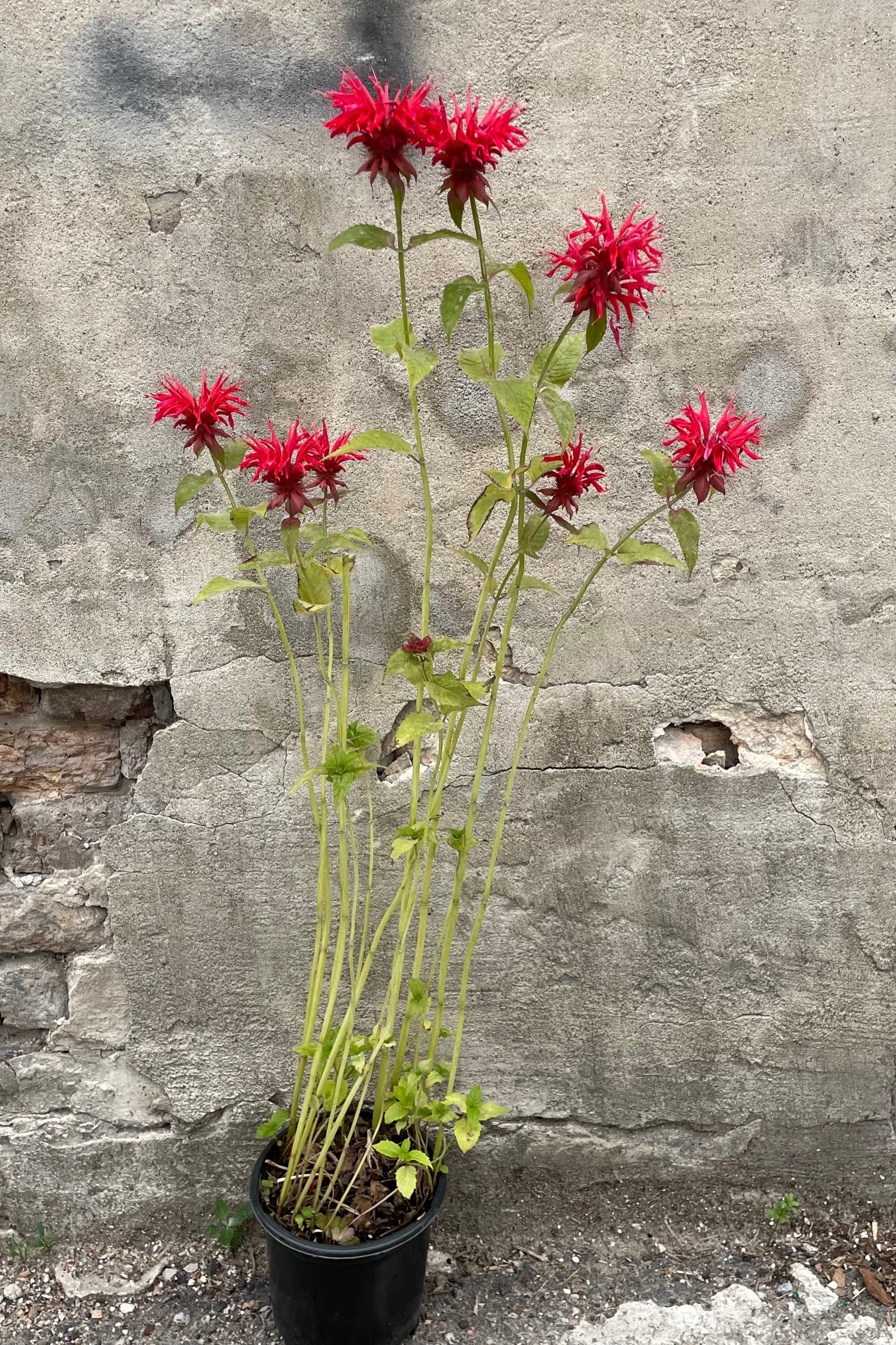 Monarda 'Gardenview Scarlet' in a #1 growers pot the end of June with bright red crazy flowers held high on the stalks. ©Sprout Home
