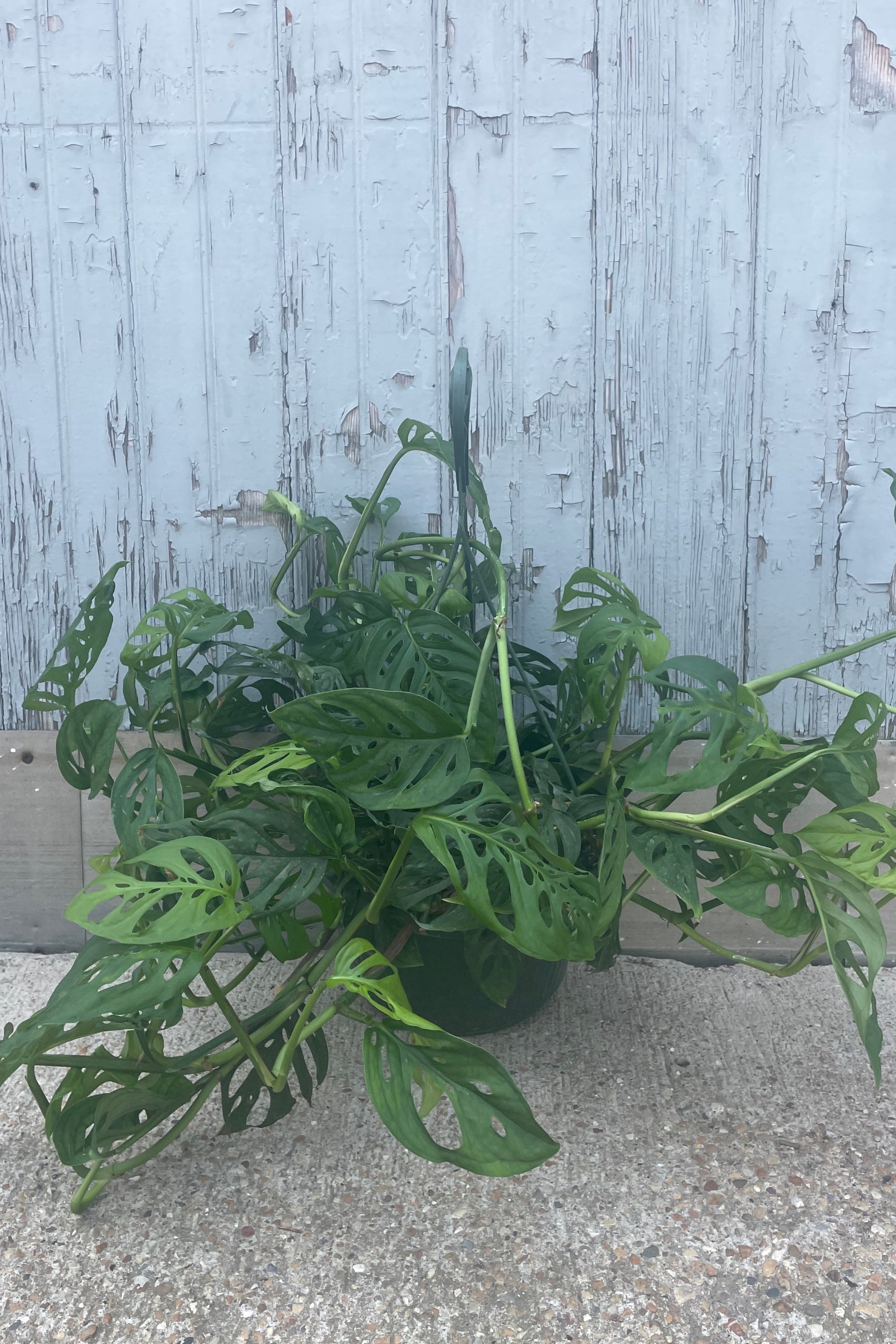 A plant is shown in front of a gray wall and is Monstera adansonii houseplant. The vines have many green leaves with intricate fenestration ©Sprout Home