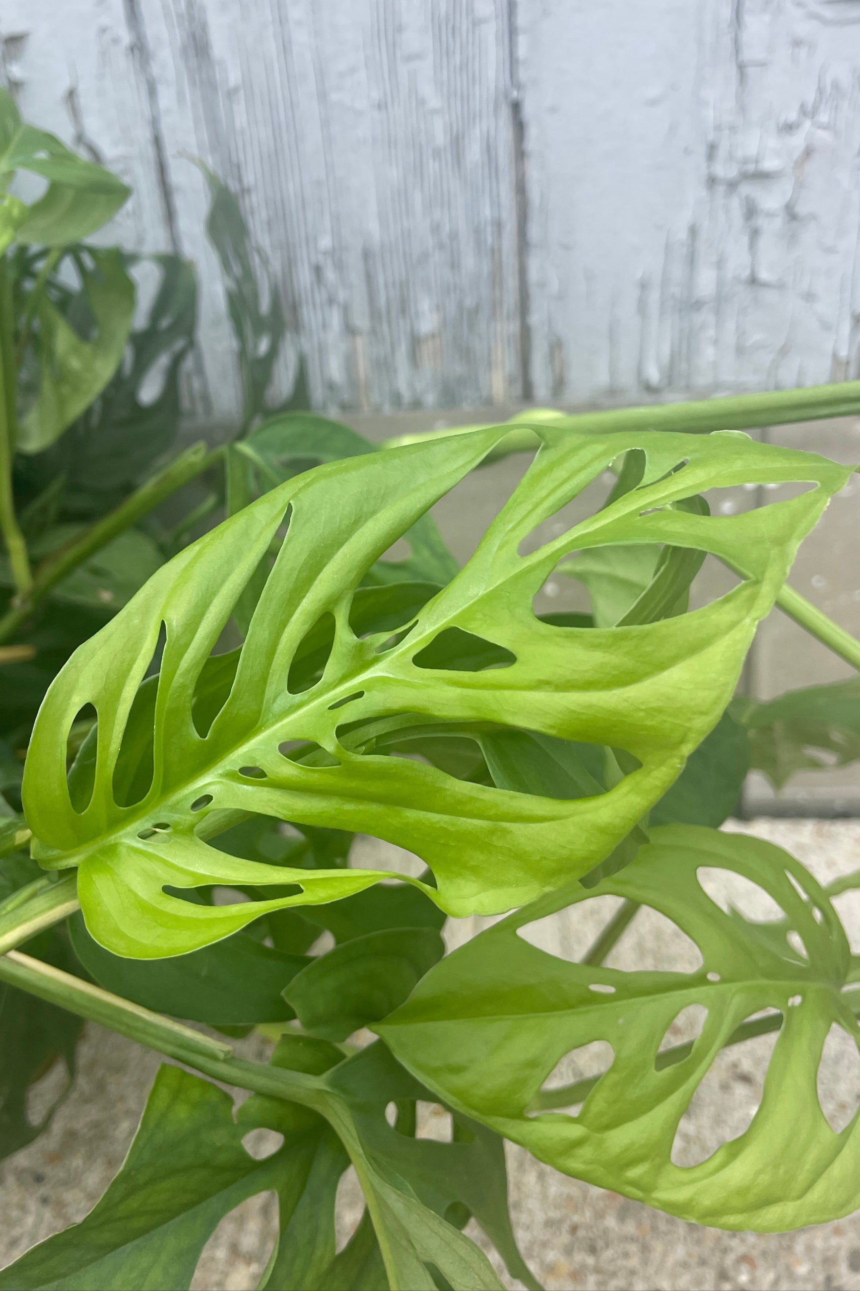A close photo of a bright green leaf with intricate fenestration. The leaf is shown in front of a gray wall and is part of the Monstera adansonii houseplant. ©Sprout Home