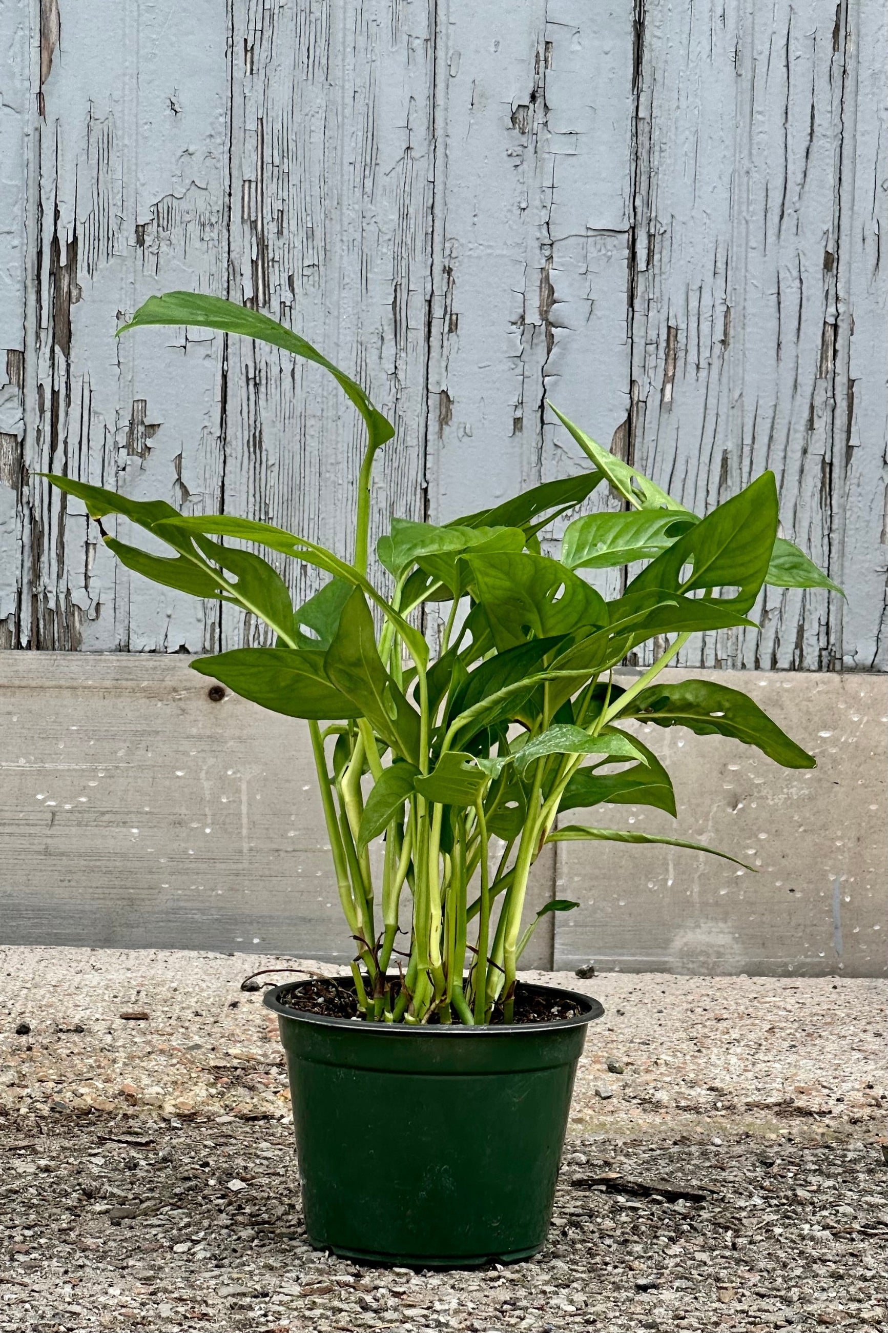 Monstera adansonii narrow form plant in a 6" growers pot at Sprout Home. ©Sprout Home