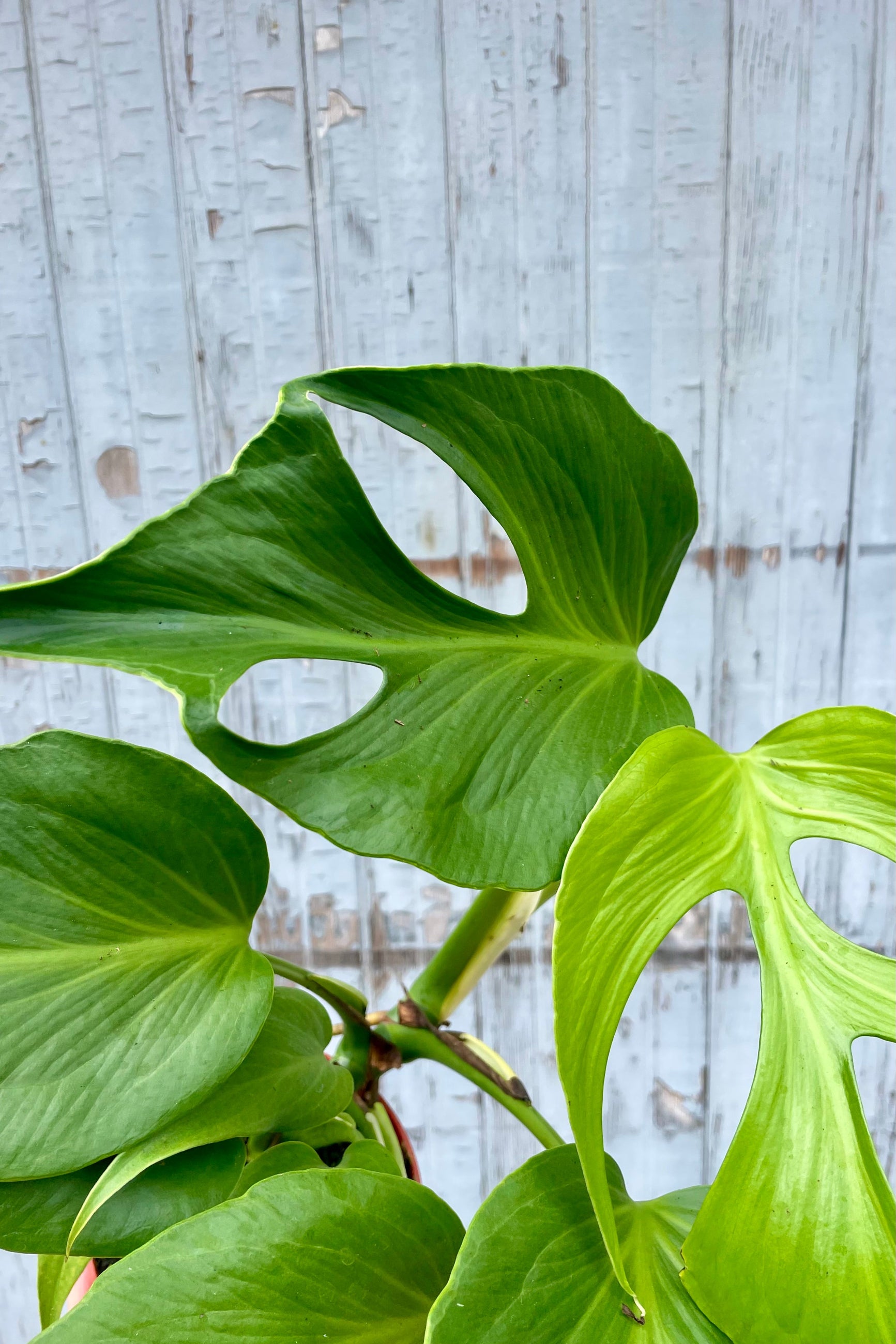 Close up of fenestrated green leaves in front of a wooden wall ©Sprout Home
