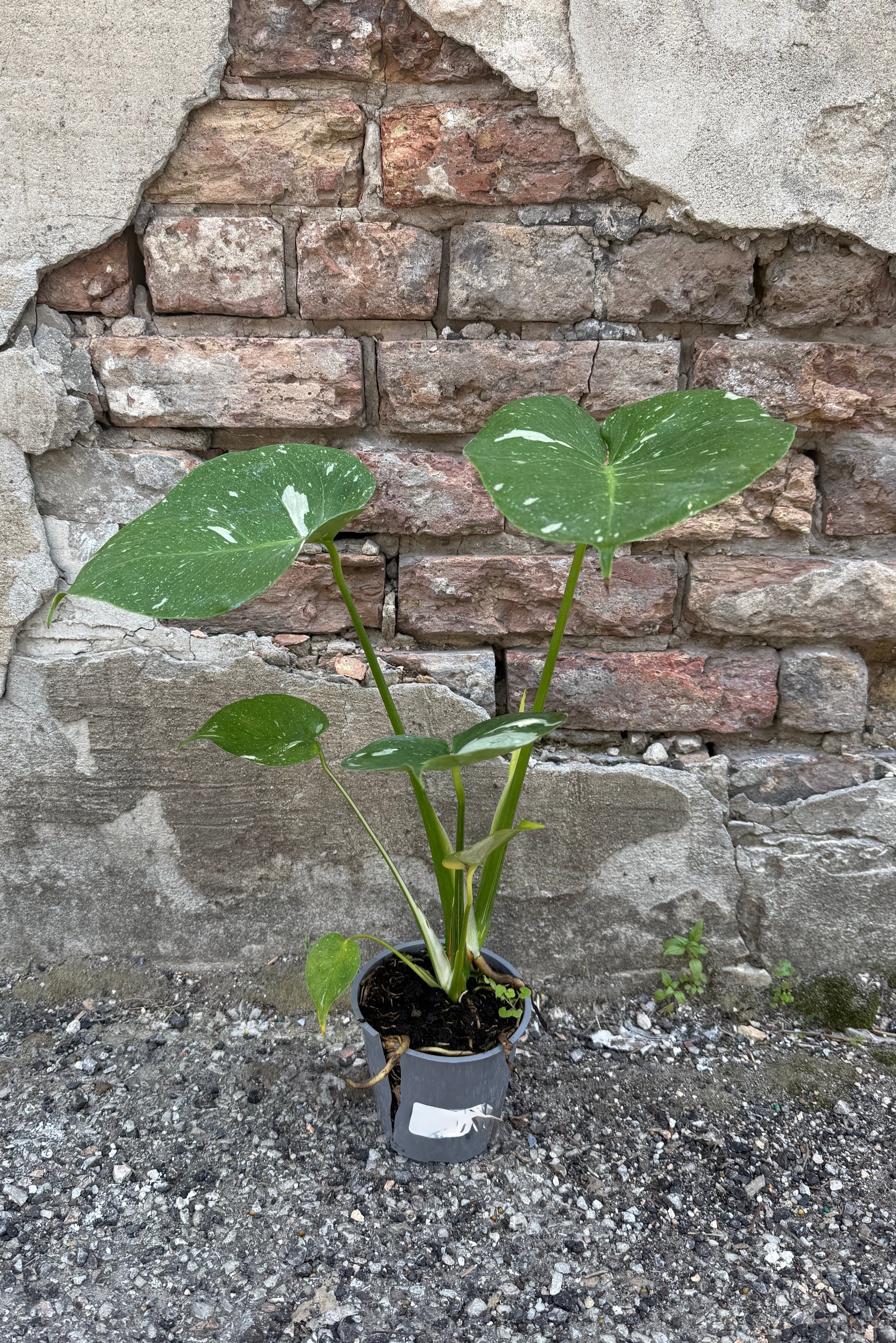Monstera deliciosa 'Thai Constellation' in a 5" growers pot against a brick and concrete wall ©Sprout Home