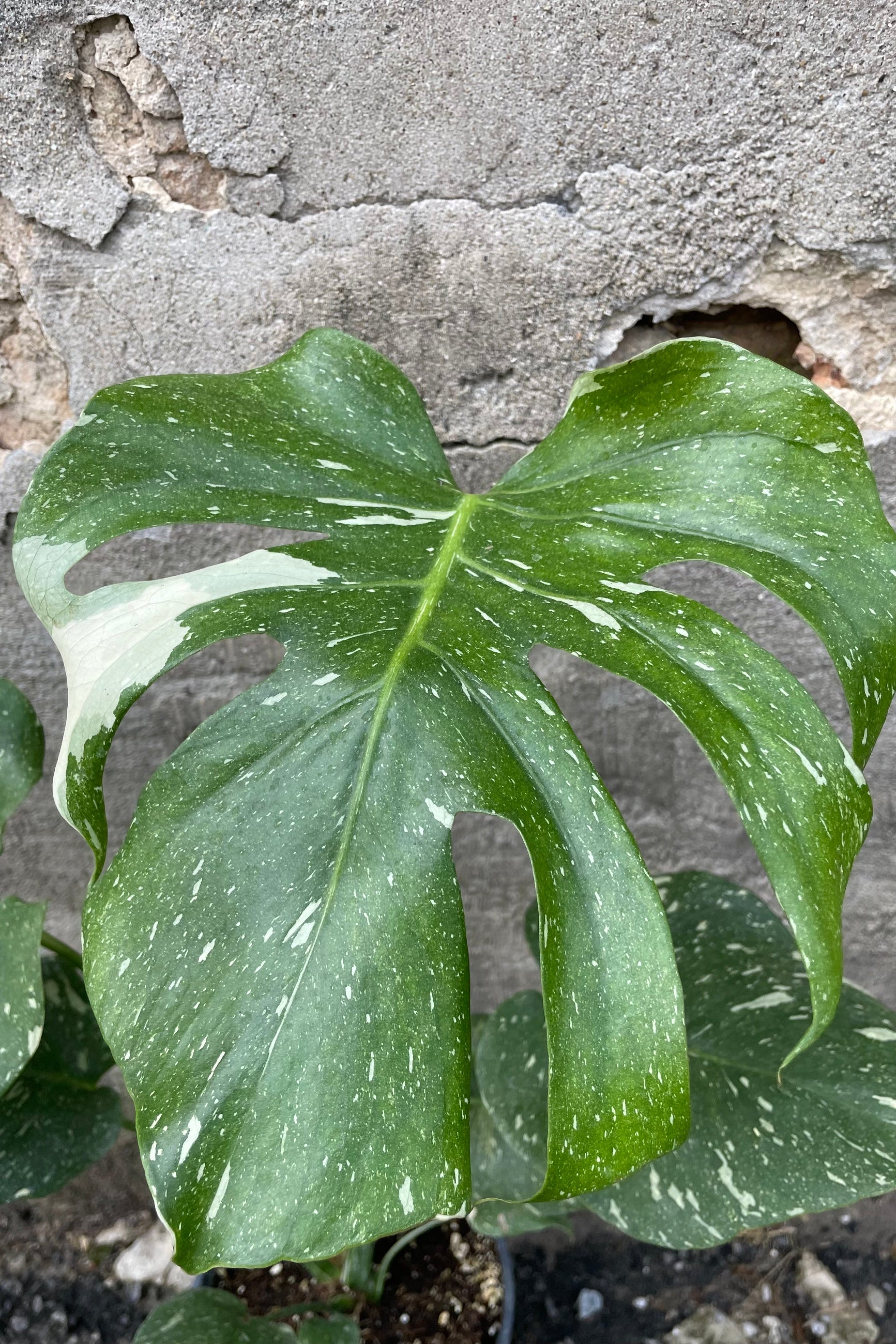 Monstera 'Thai Constellation' close of the large heart shaped leaf with green and cream variegation ©Sprout Home