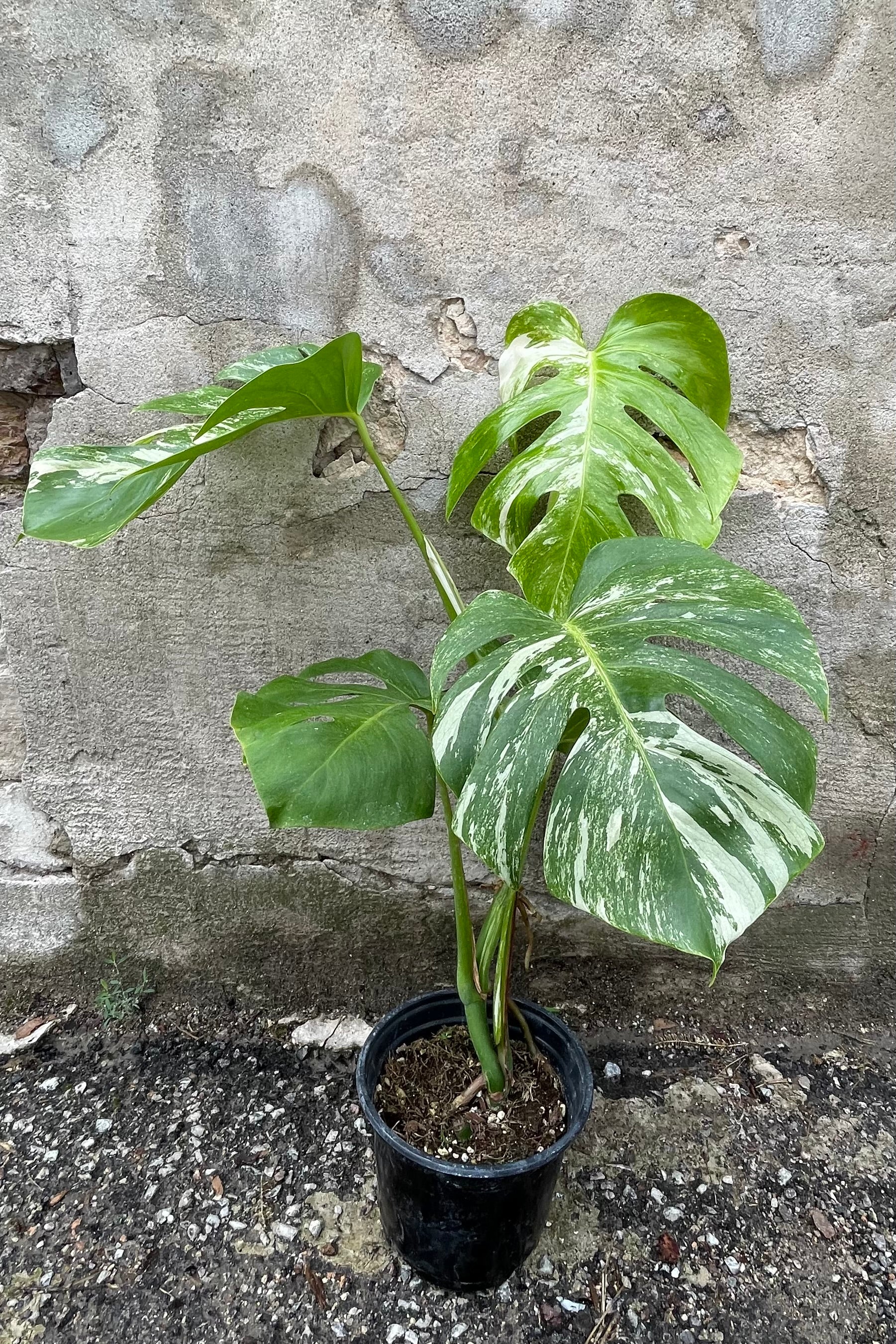 Monstera deliciosa 'Variegata' in a 6" growers pot against a concrete wall.