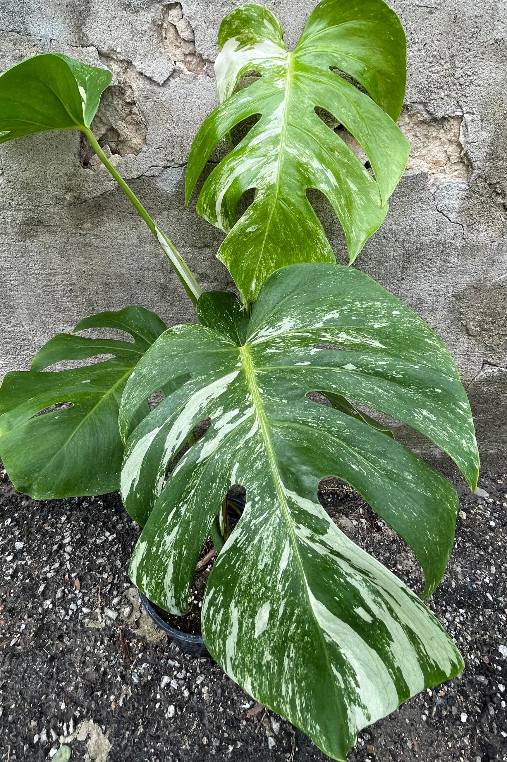 Detail picture of the huge variegated leaves of the Monstera 'Variegata' ©Sprout Home