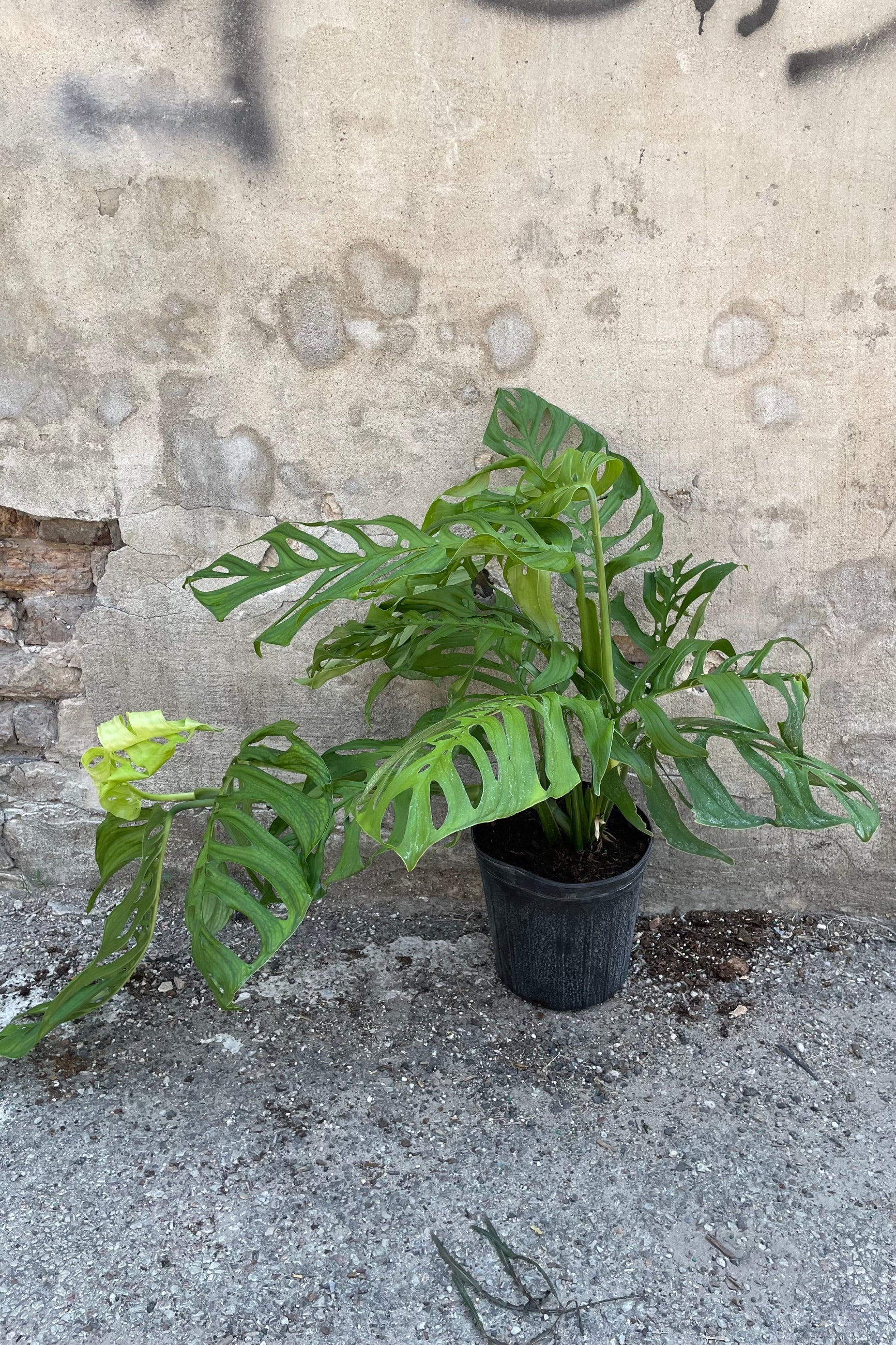 Monstera 'Esqueleto' in a 10" growers pot showing off its holes in the leaves. ©Sprout Home