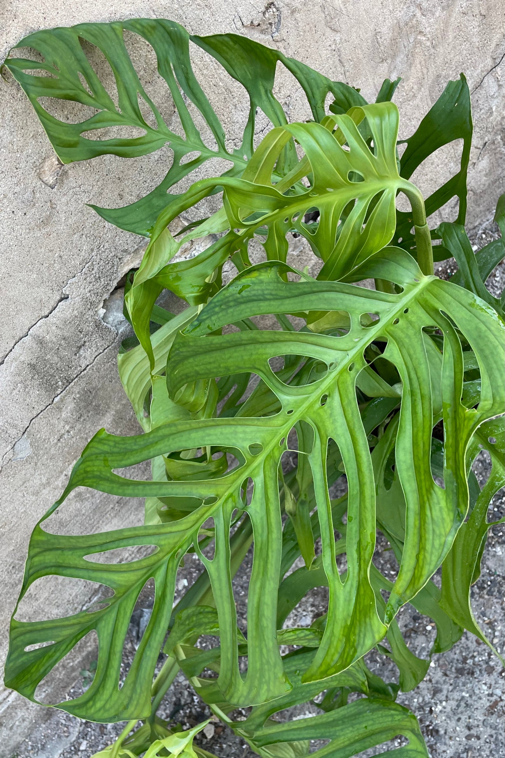 Detail picture of the leaves with huge striations of empty space on the Monstera 'Esqueleto' ©Sprout Home