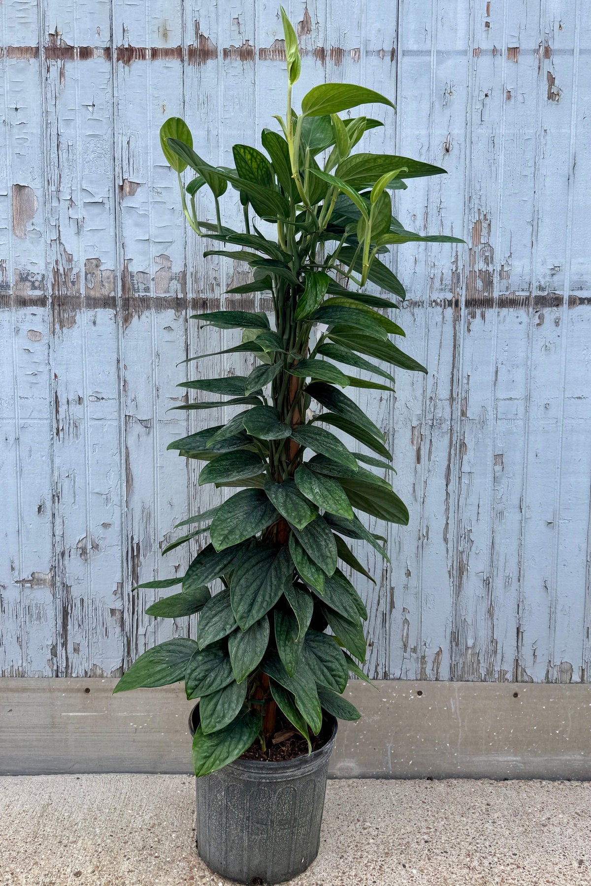 Monstera karstenianum 'Peru' 10" totem againt a blue gray wood wall ©Sprout Home