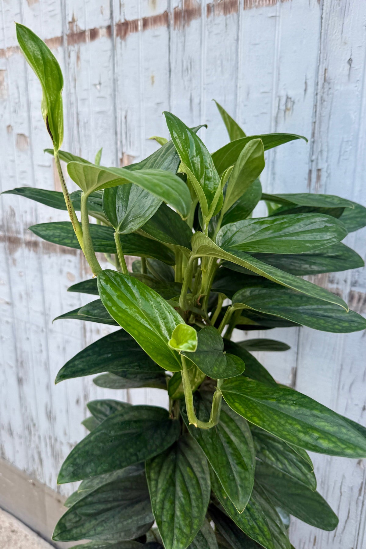 Monstera karstenianum 'Peru' Totem with glossy, elongated leaves growing upright, photographed in front of a weathered white wooden wall. ©Sprout Home