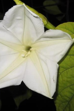 White open moon flower by Hudson Valley Seed Co. ©Hudson Valley Seed Co.