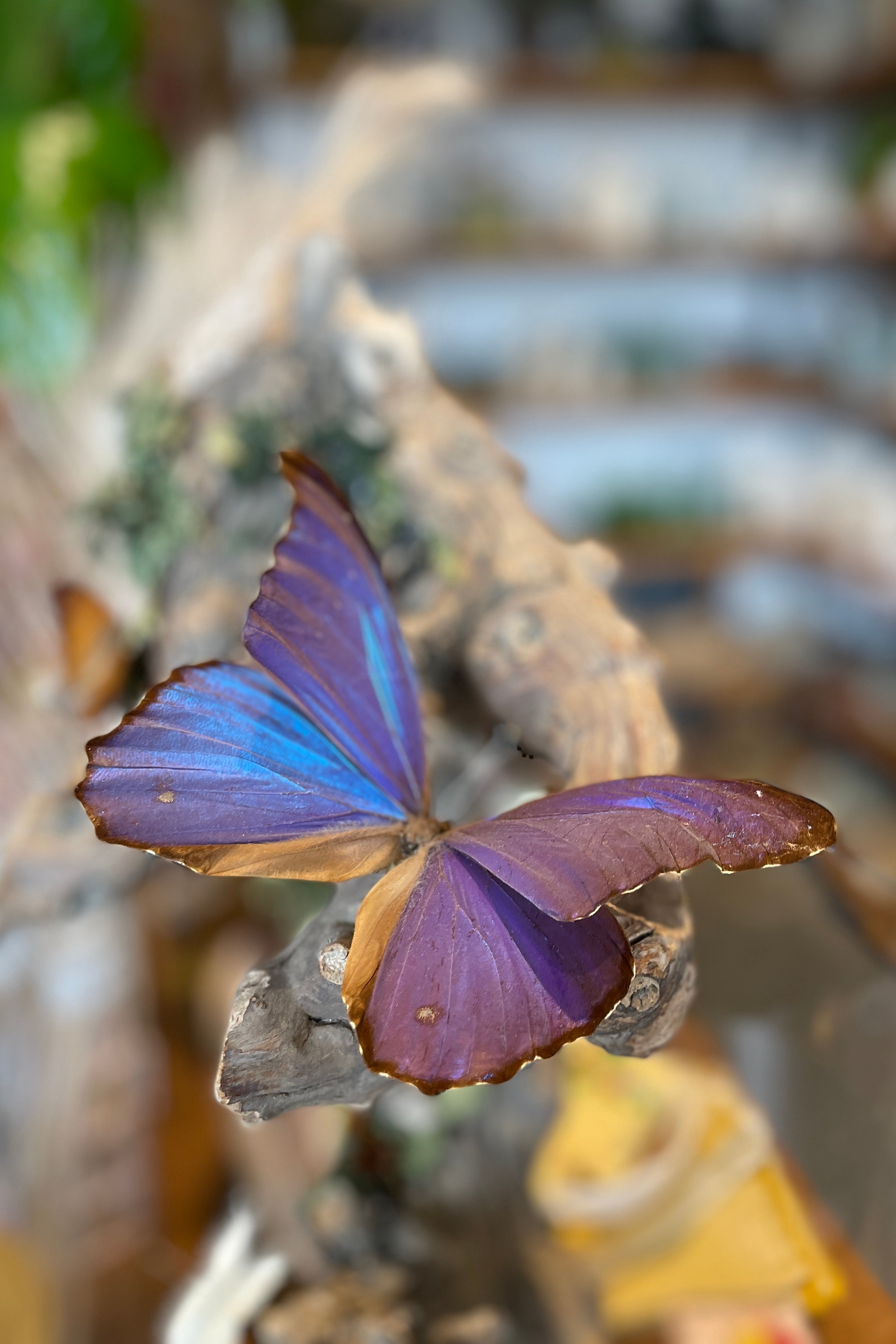 A Morpho godartii didus butterfly perched on a branch at Sprout Home.