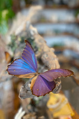A Morpho godartii didus butterfly perched on a branch at Sprout Home. 