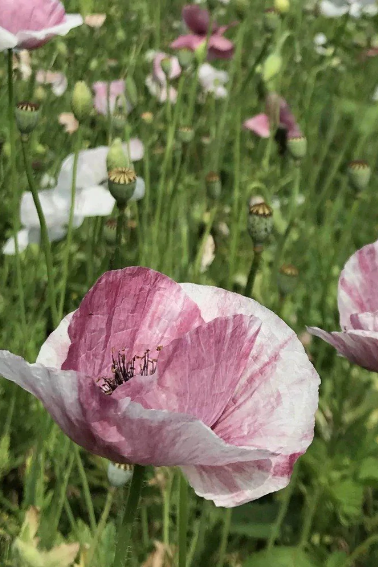 field of Mother of Pearl Poppies in bloom by Hudson Valley Seed Co. ©Hudson Valley Seed Co.