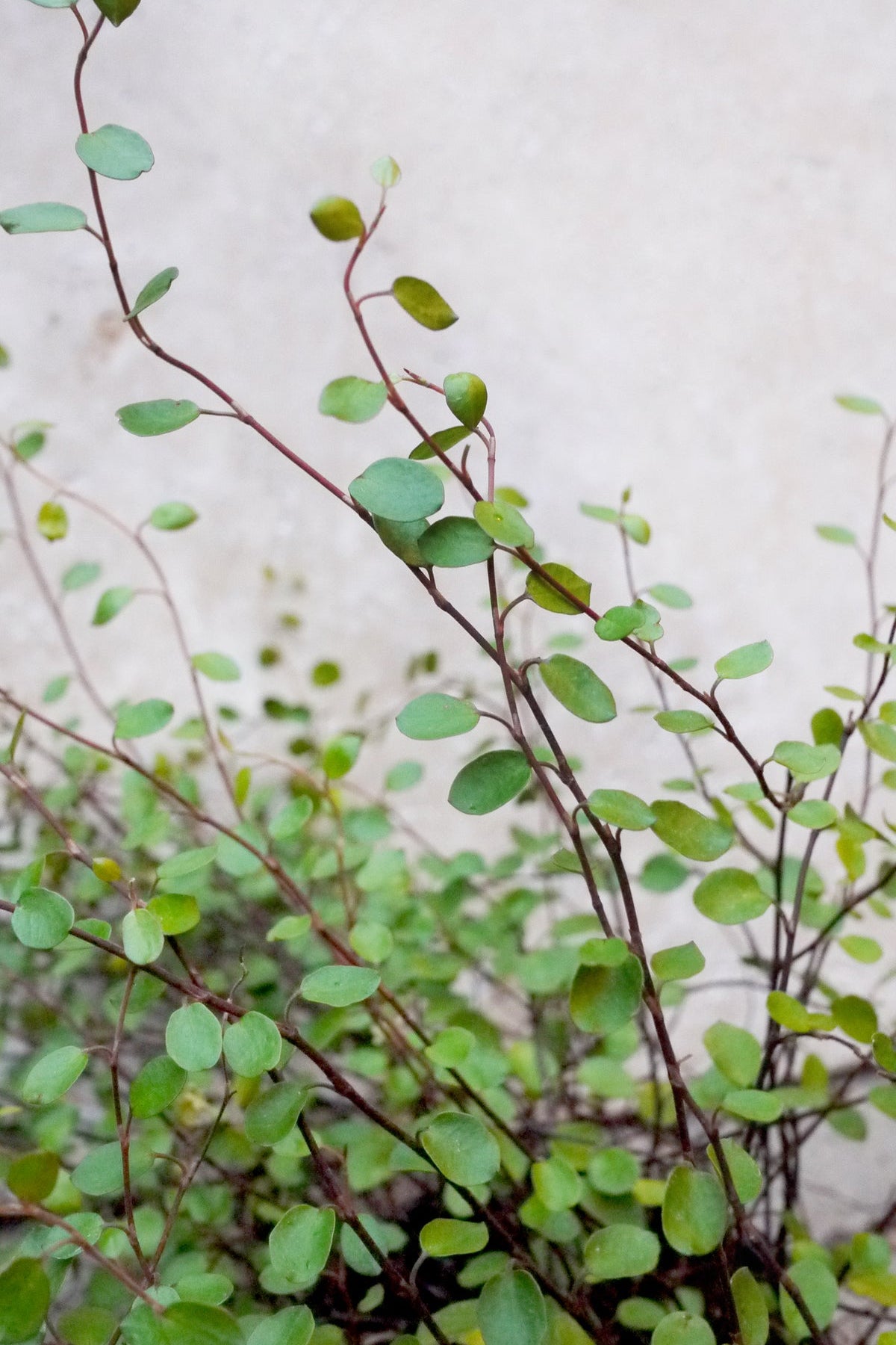 Muehlenbeckia Green leaves on a blurred background ©Sprout Home