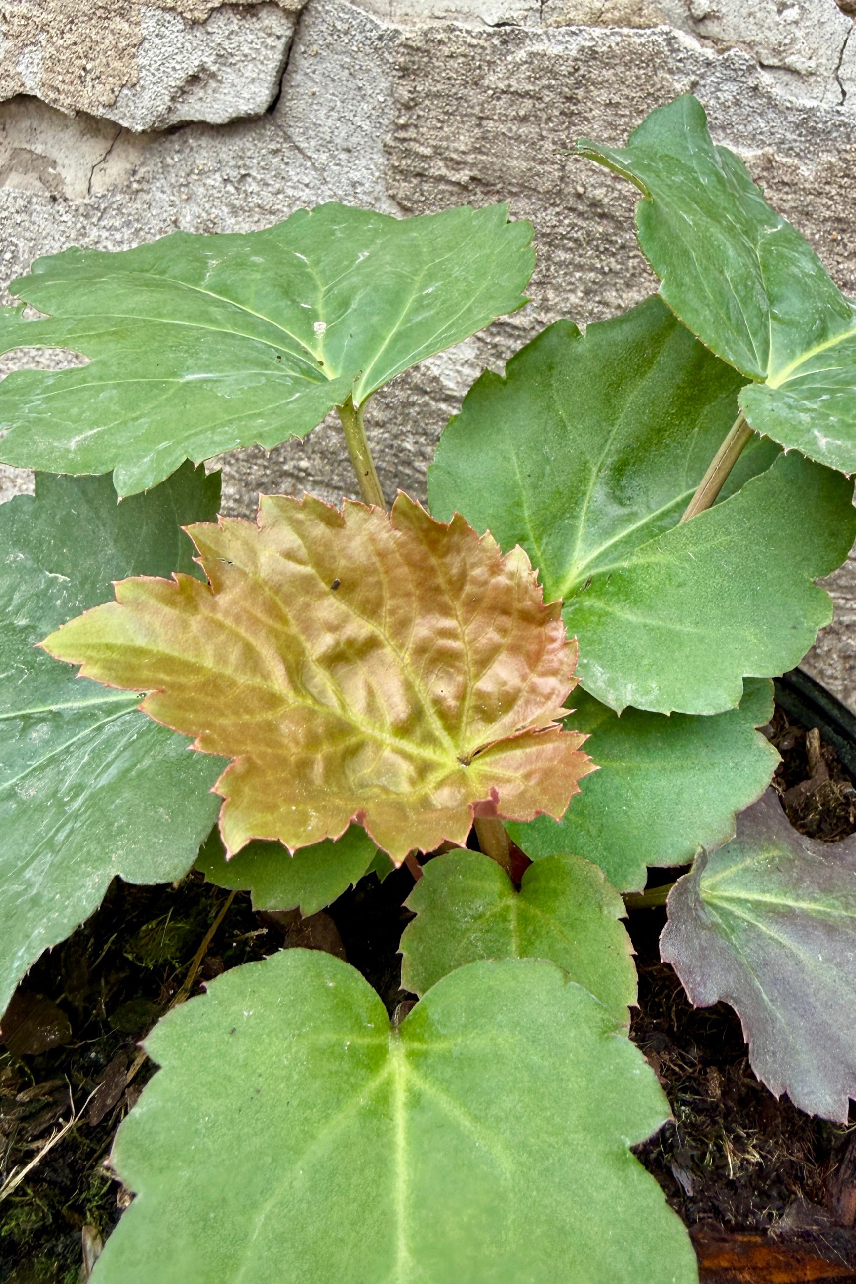 Mukdenia 'Fusion of Fire' in early spring with Green leaves at the end of April with a brownish leaf against a stone wall background ©Sprout Home