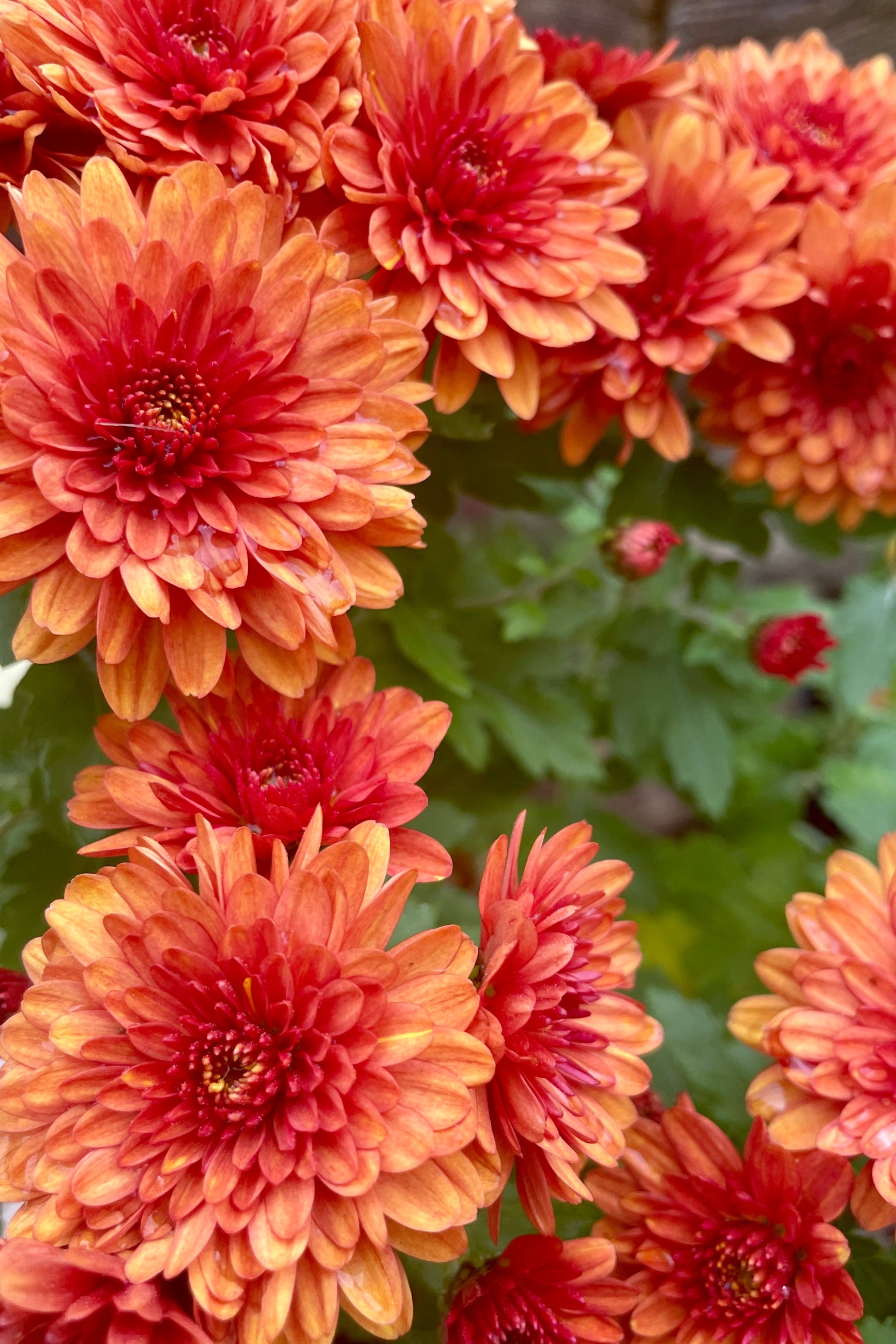 Detail picture of the striking orange flowers of 'Conaco Orange' mum at Sprout Home. ©Sprout Home
