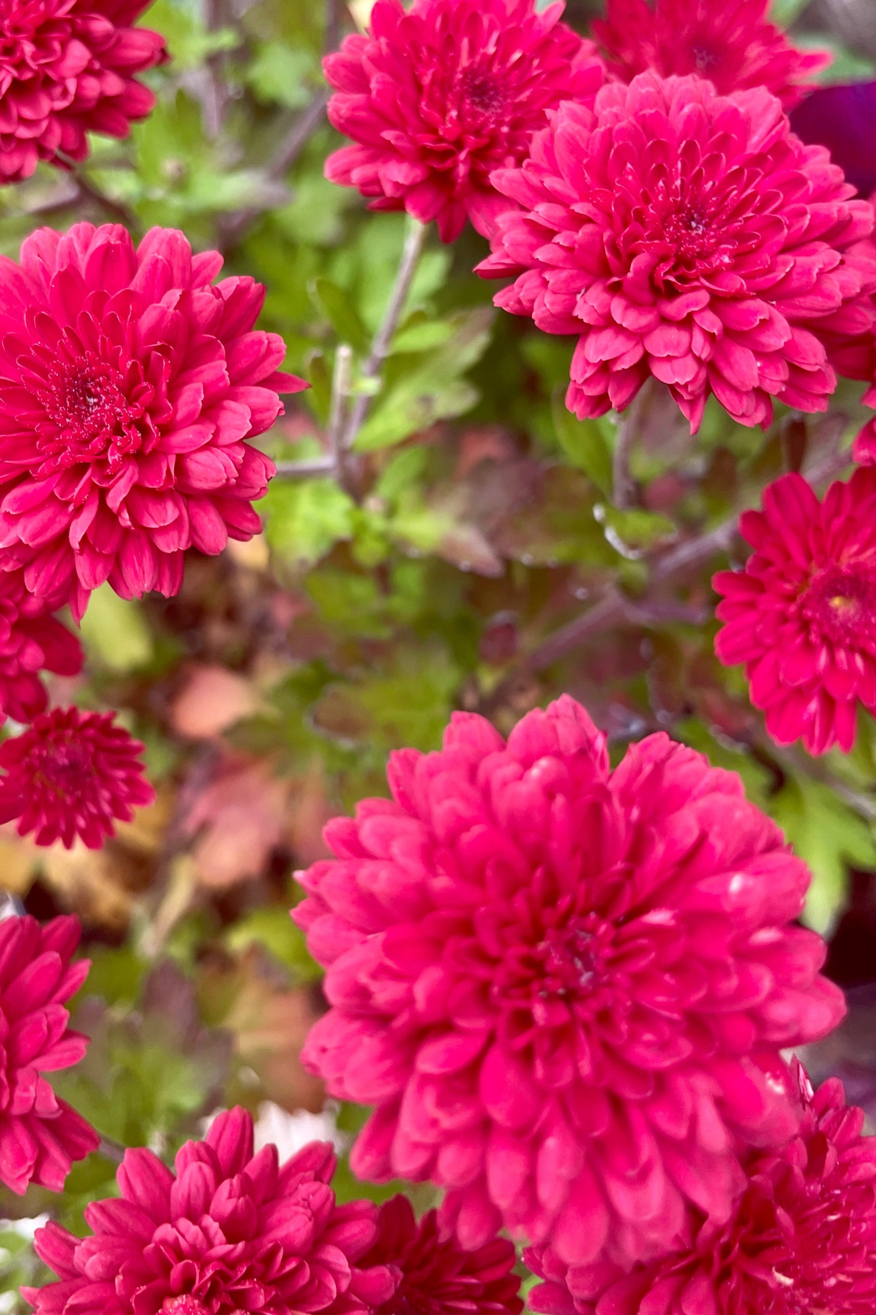 Chrysanthemum 'Red Ryder' at Sprout Home in October up close showing the red flowers. ©Sprout Home