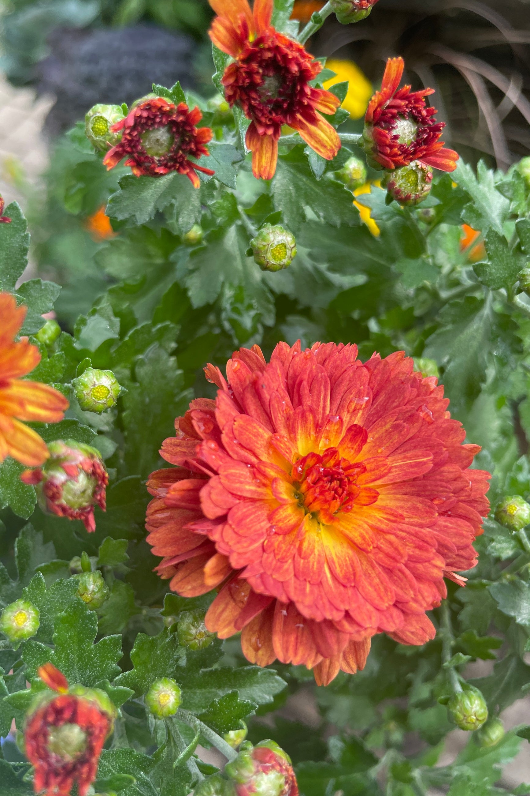 Mum 'Urano Red' detail shot of the rust and orange colored flowers the beginning of September. ©Sprout Home