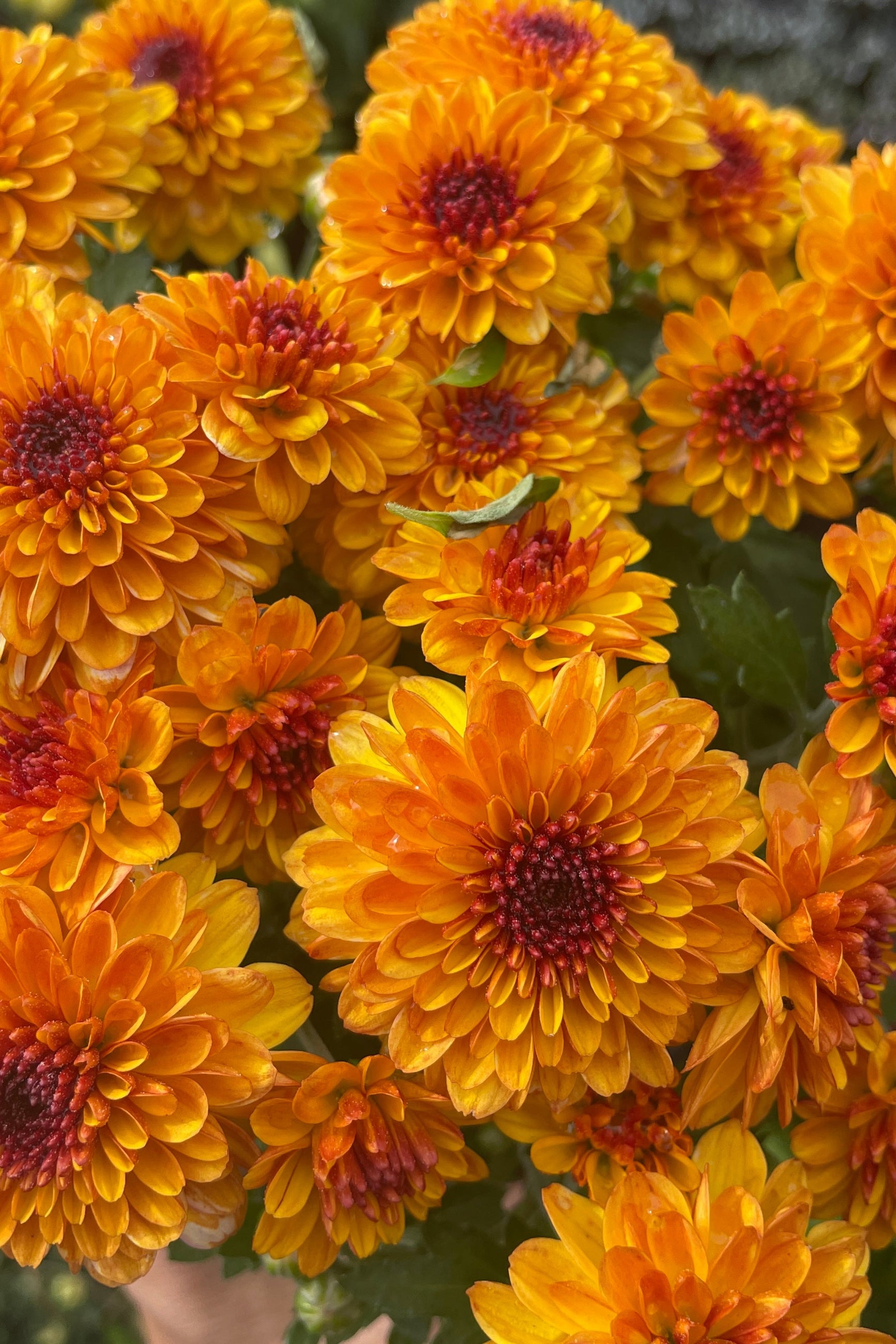 a rust orange colored group of mum flowers at Sprout Home the beginning of September. ©Sprout Home