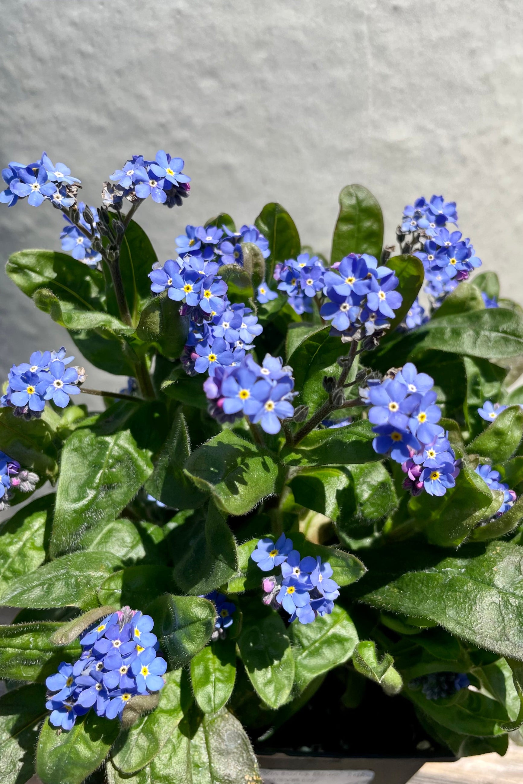 'Victoria Blue' Myosotis the very beginning of May showing up close the bright blue cute flowers. ©Sprout Home