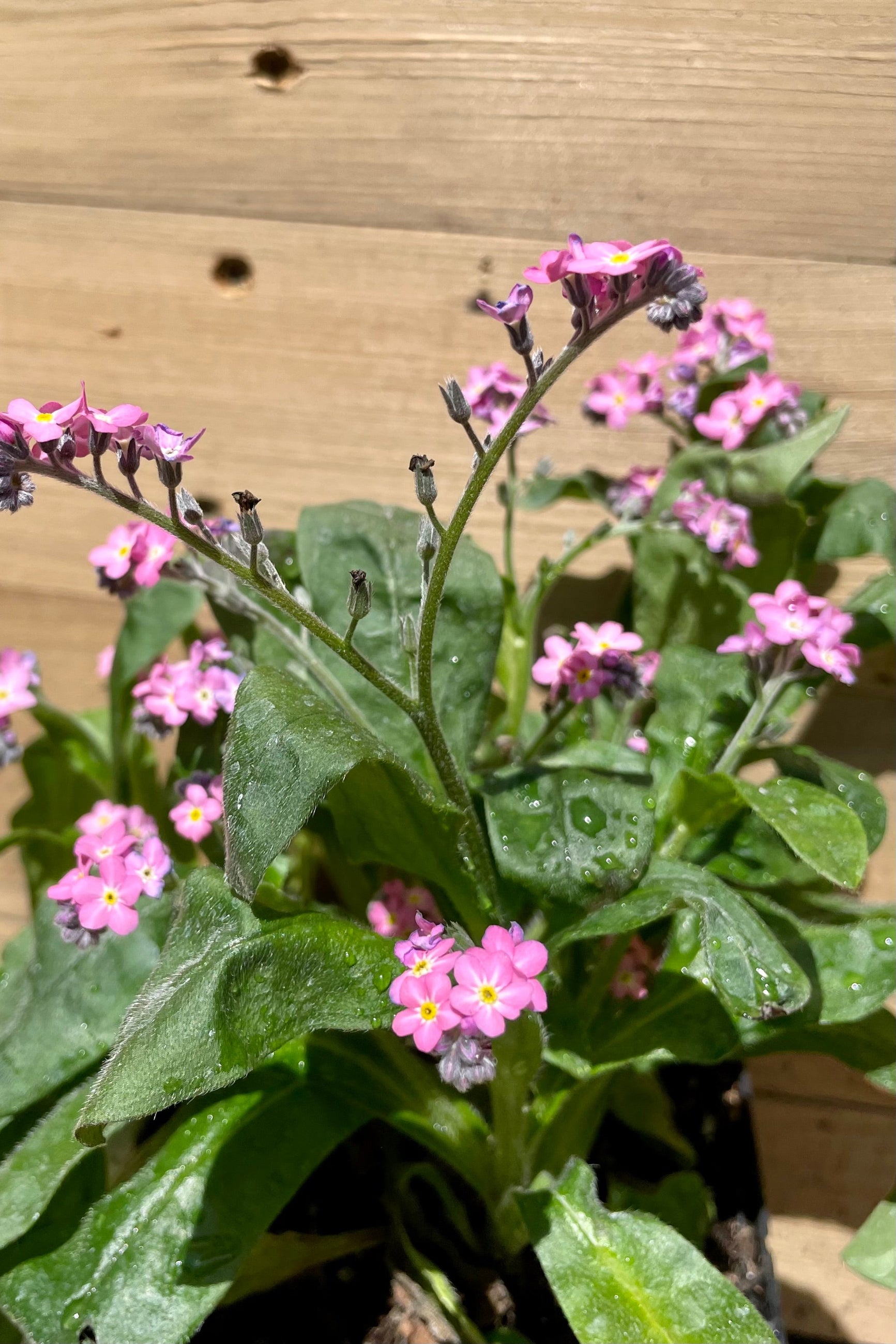a detail picture of the sweet pink flowers on top of green leaves the beginning of May on the Myosotis 'Victoria Rose' ©Sprout Home