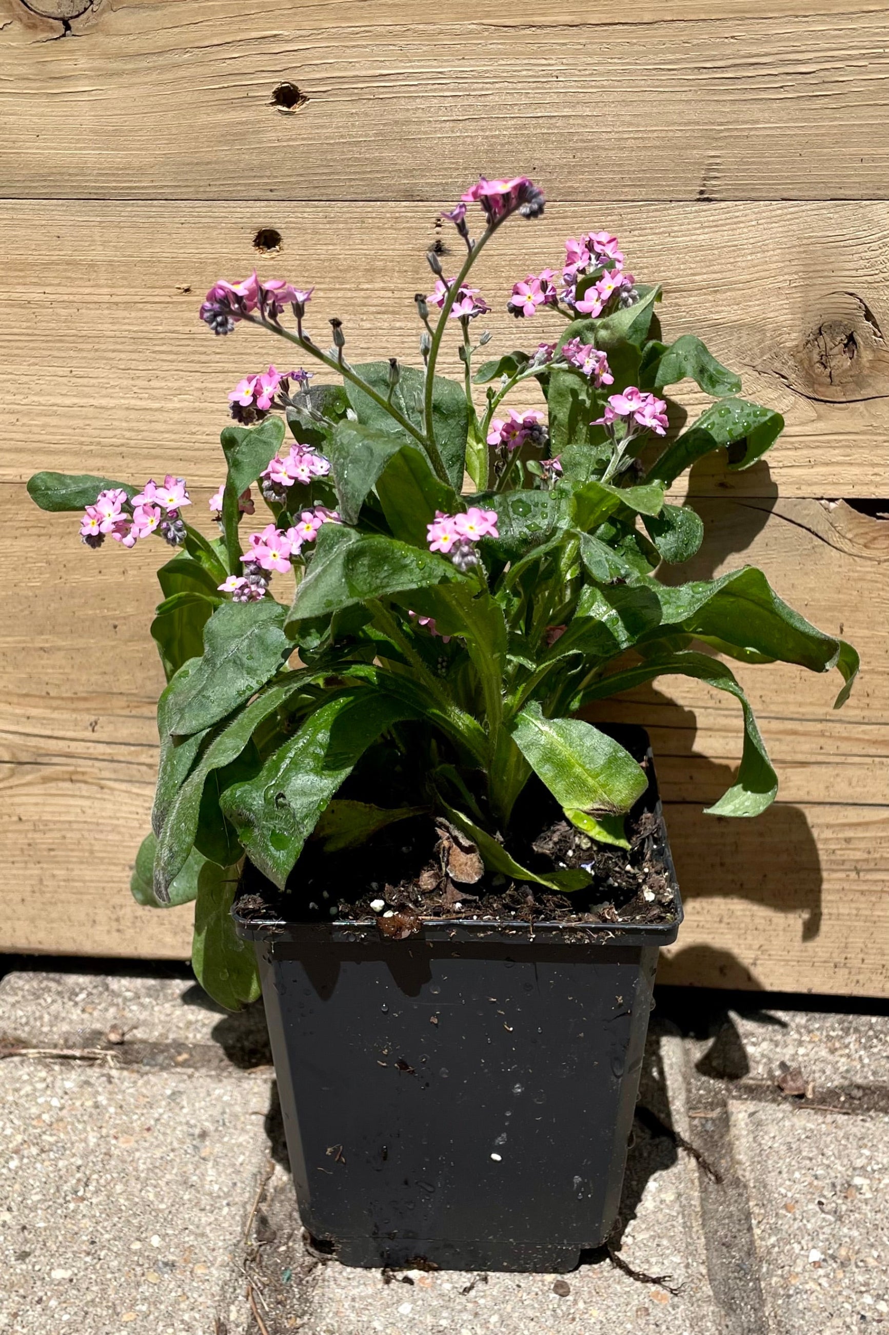 1qt size of Myosotis 'Victoria Rose' blooming sweet pink flowers above green foliage the beginning of May ©Sprout Home
