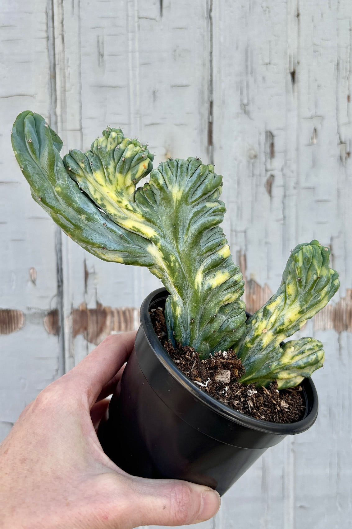A variegated blue and yellow, cresting mutant cactus with short, dark spines and many wrinkles against grey background. ©Sprout Home
