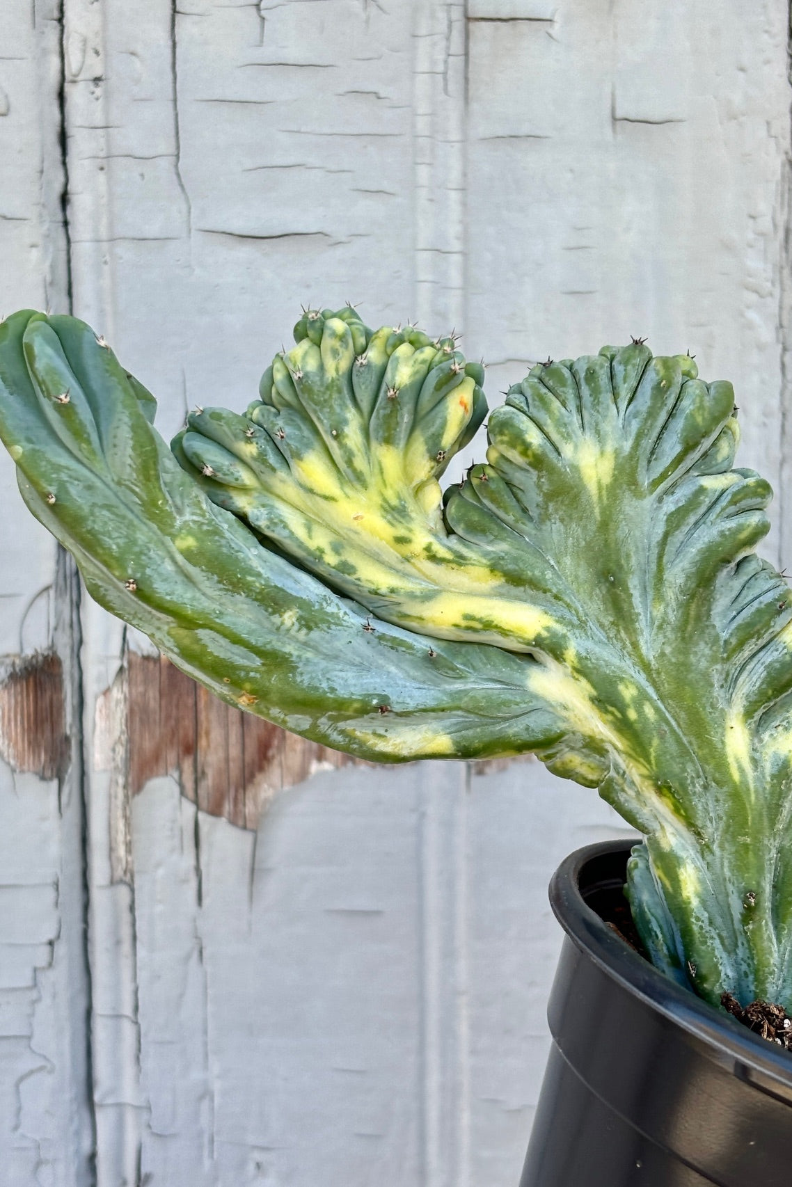 Detail of the variegated blue and yellow, cresting mutant cactus with short, dark spines and many wrinkles against grey background. ©Sprout Home